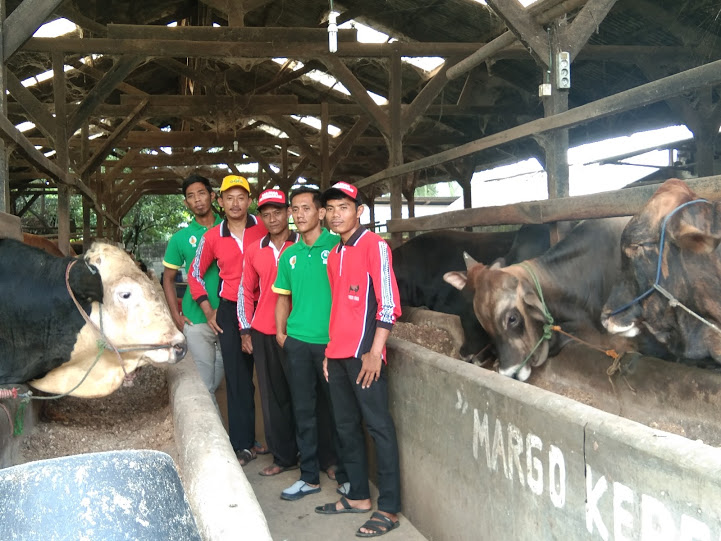 Memberdayakan Peternak Milenial di Astomulyo