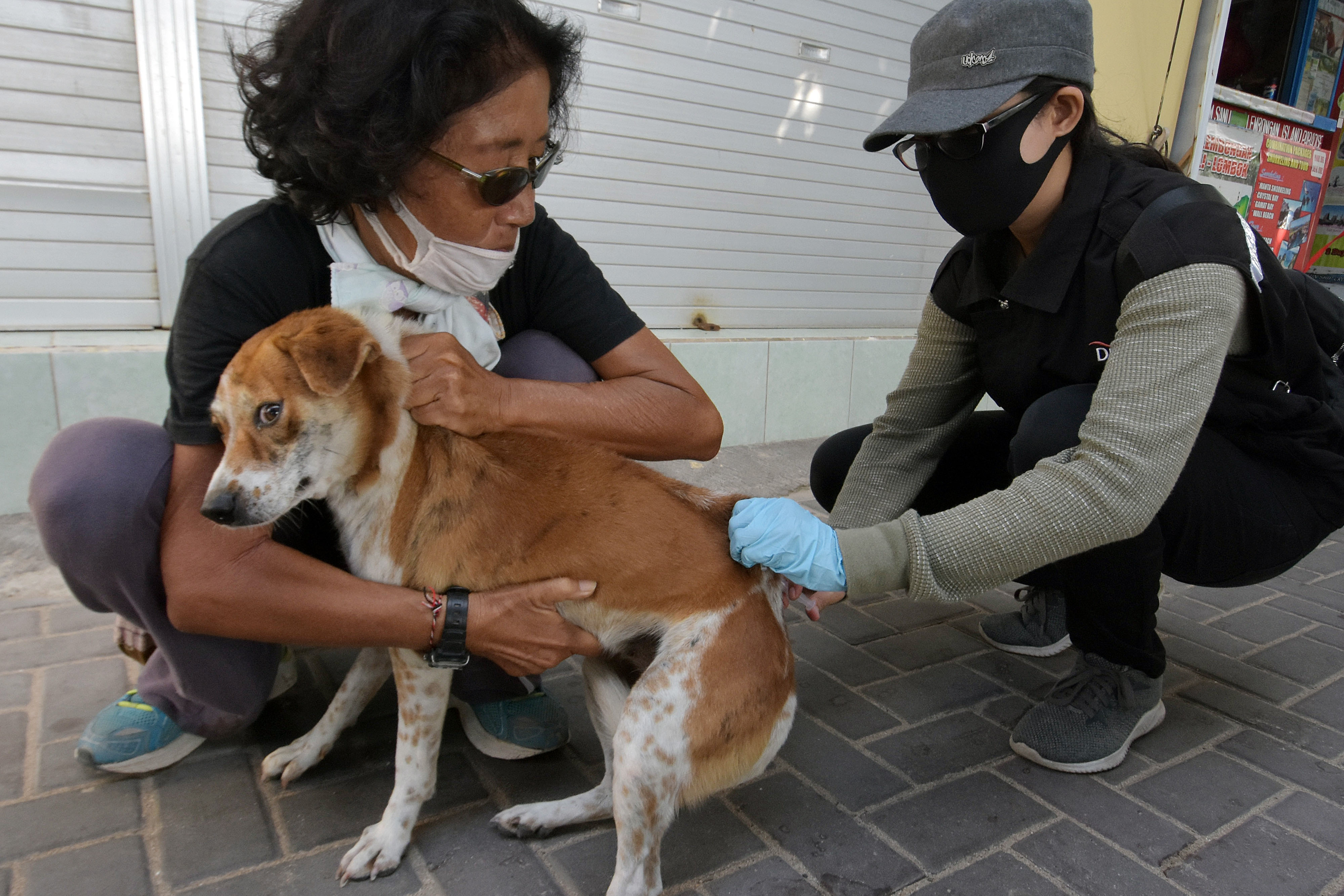 Petugas Dinas Pertanian Kota Denpasar menyuntikkan vaksin antirabies pada anjing di kawasan Pantai Sanur, Denpasar, Bali.