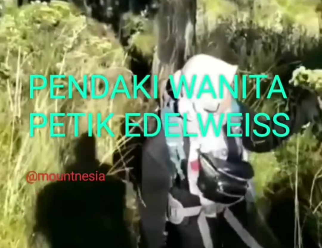 Akun instagram @mountnesia kembali mengunggah adanya pendaki yang memetik bunga edelweis.