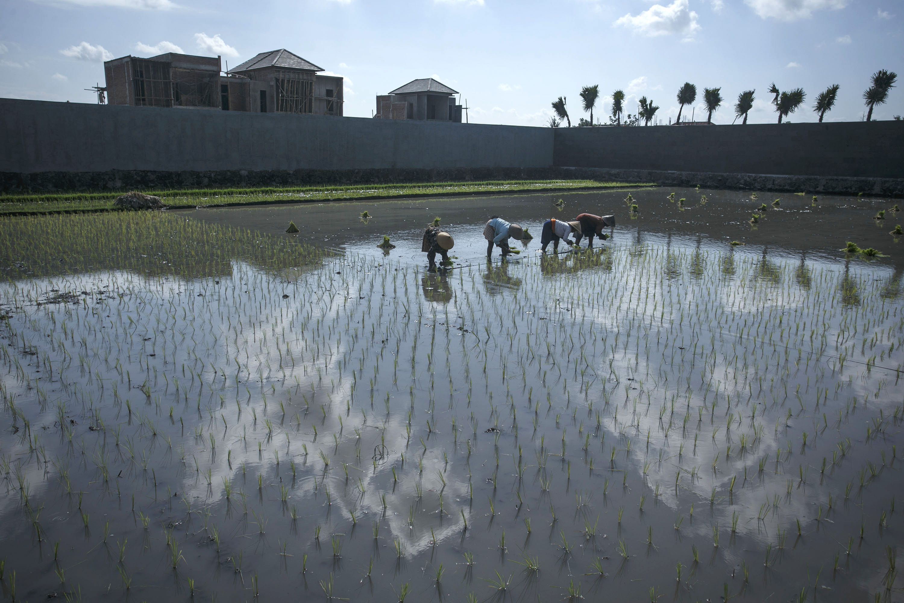 Petani menanam padi di area persawahan di Sewon, Bantul, DIY.