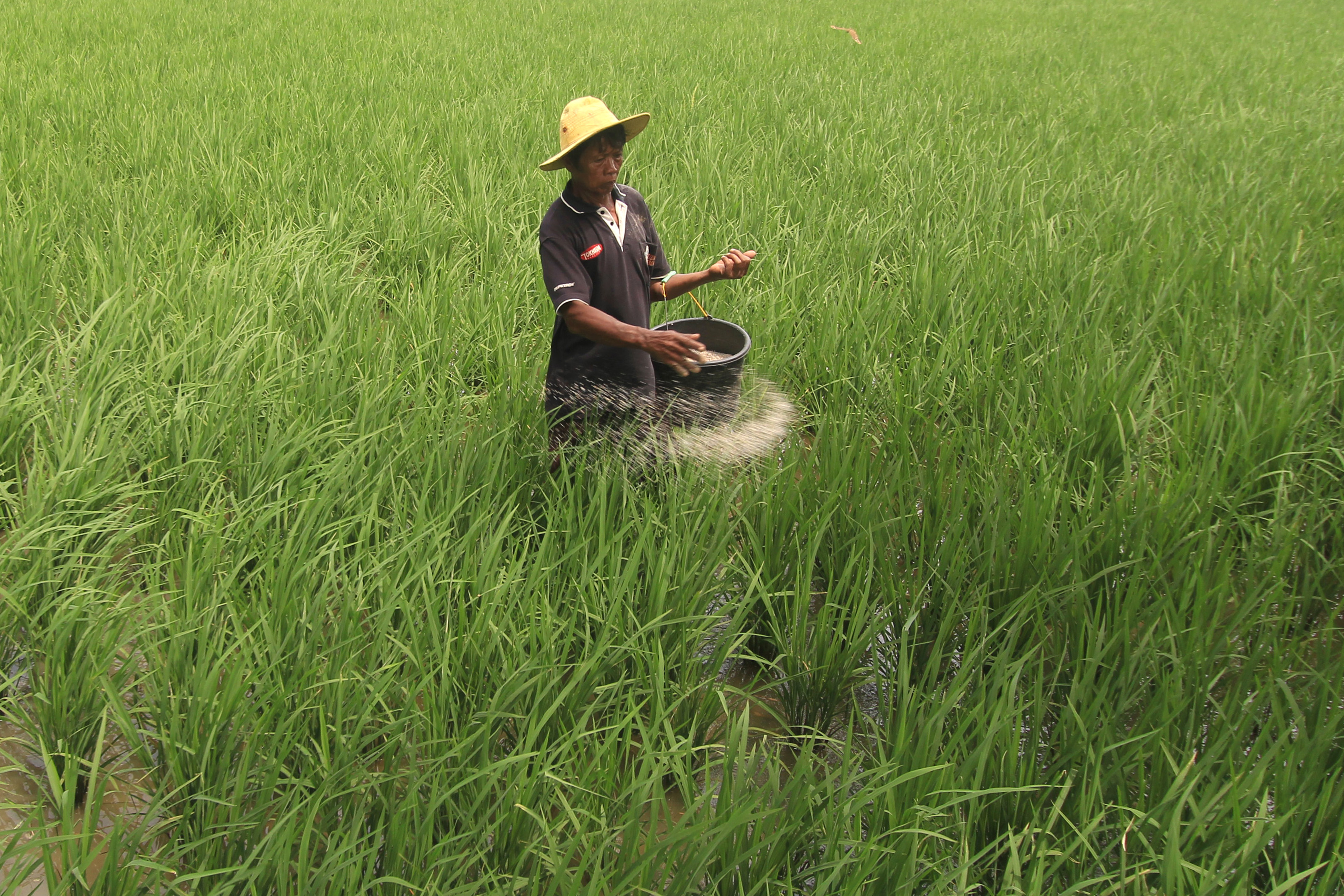 Petani menebar pupuk bersubsidi di hamparan sawah. Saat ini stok pupuk bersubsidi di Kabupaten Malang menipis.