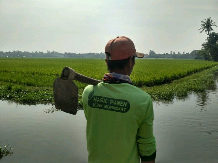 Padi di persawahan di Karawang yang harus segera dipupuk