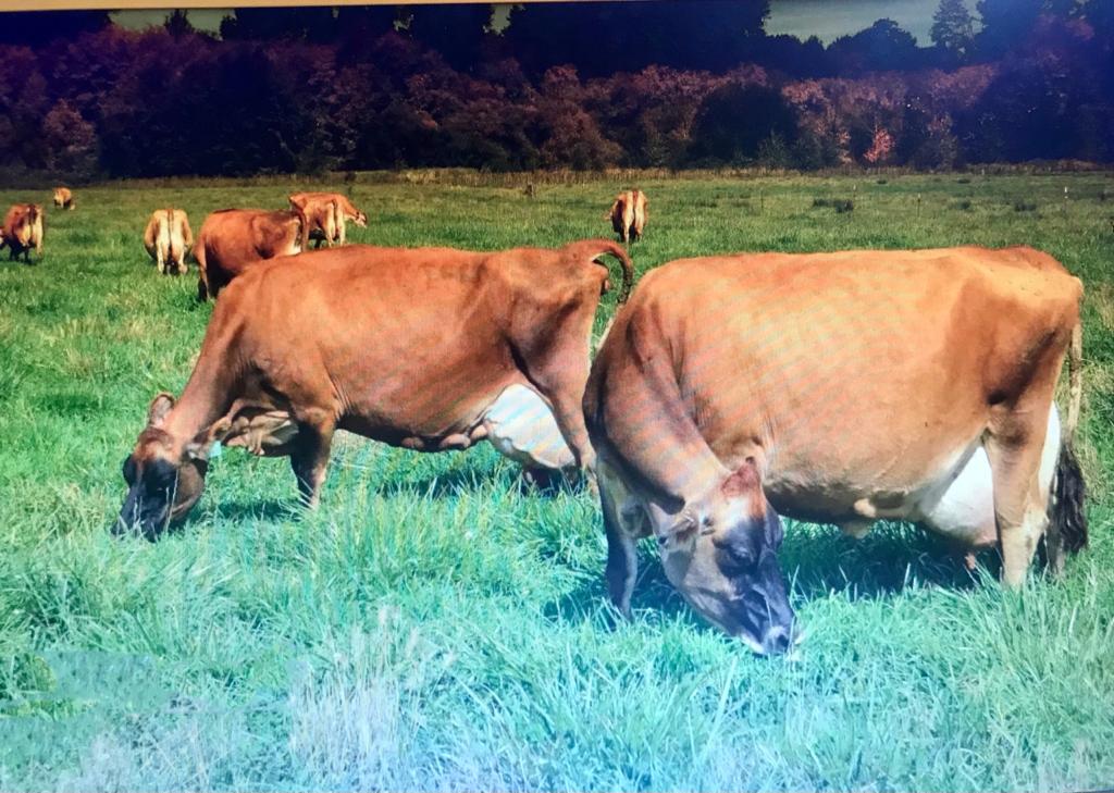 Susu sapi Jersey menghasilkan susu dengan kandungan padatan susu yang lebih tinggi dari sapi Holstein.