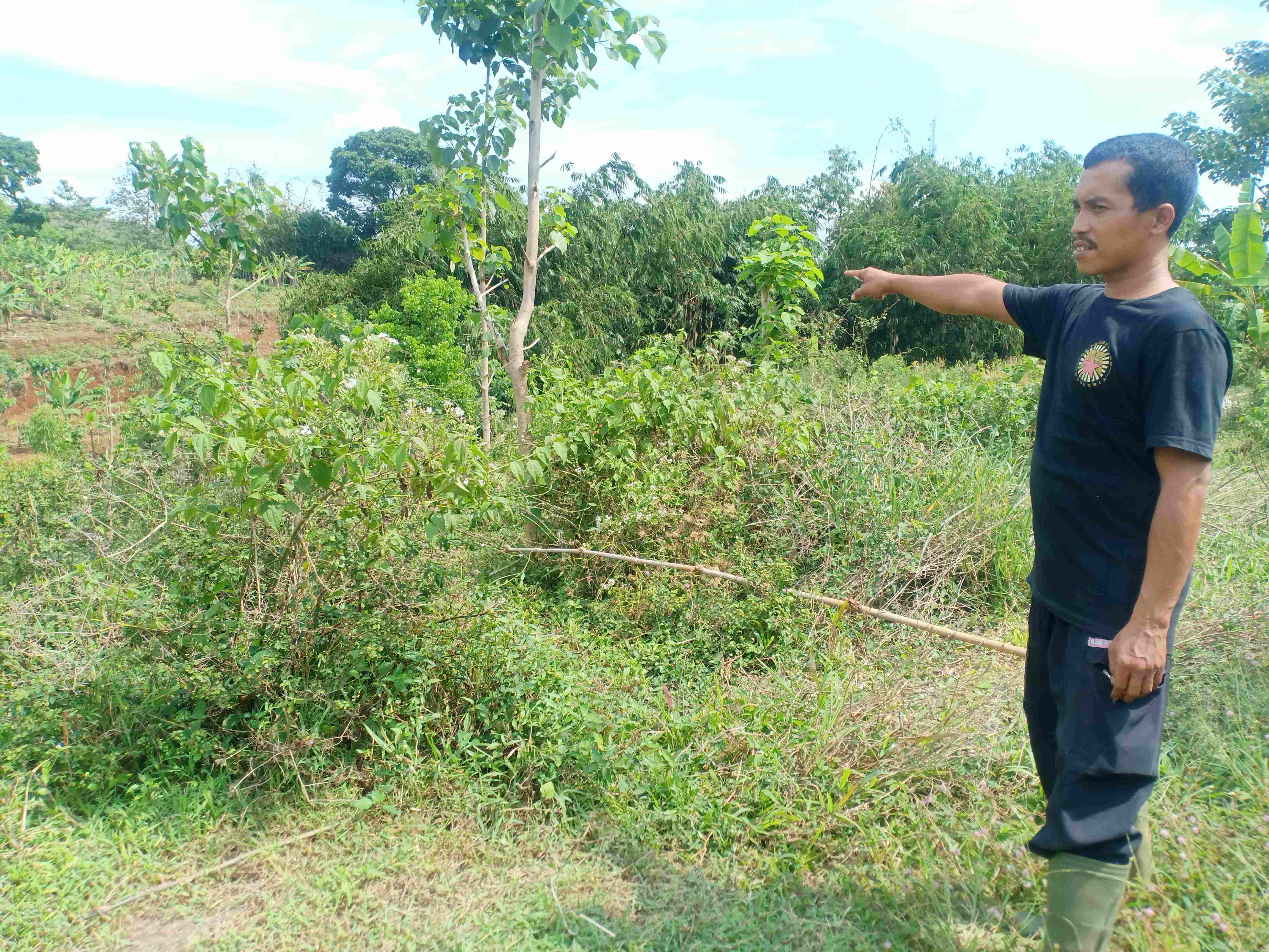 Warga menunjukkan lahan garapan seluas 15 ha yang dijual mantan kadesnya tanpa persetujuan warga Desa Cikalong, Kecamatan Cikalongwetan