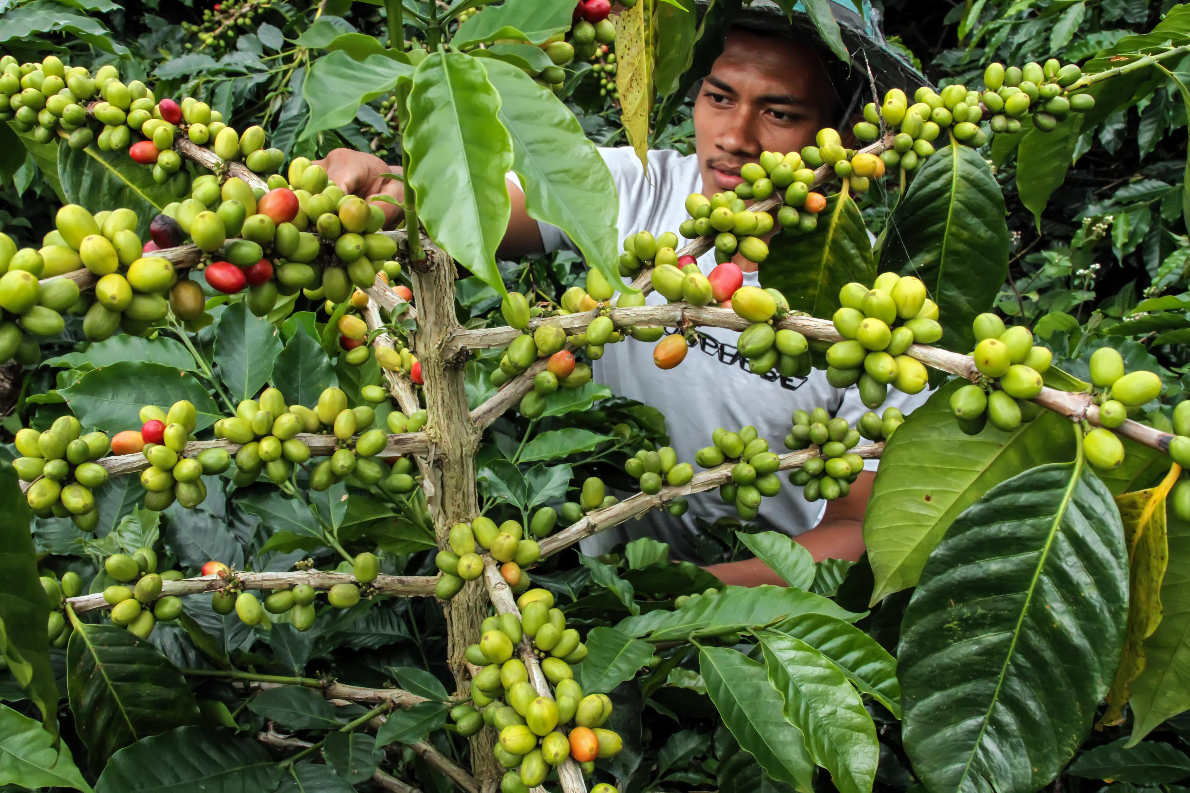 Petani merawat buah kopi jelang masa panen di perkebunan kopi Desa Jabal Antara, Aceh Utara, Aceh.
