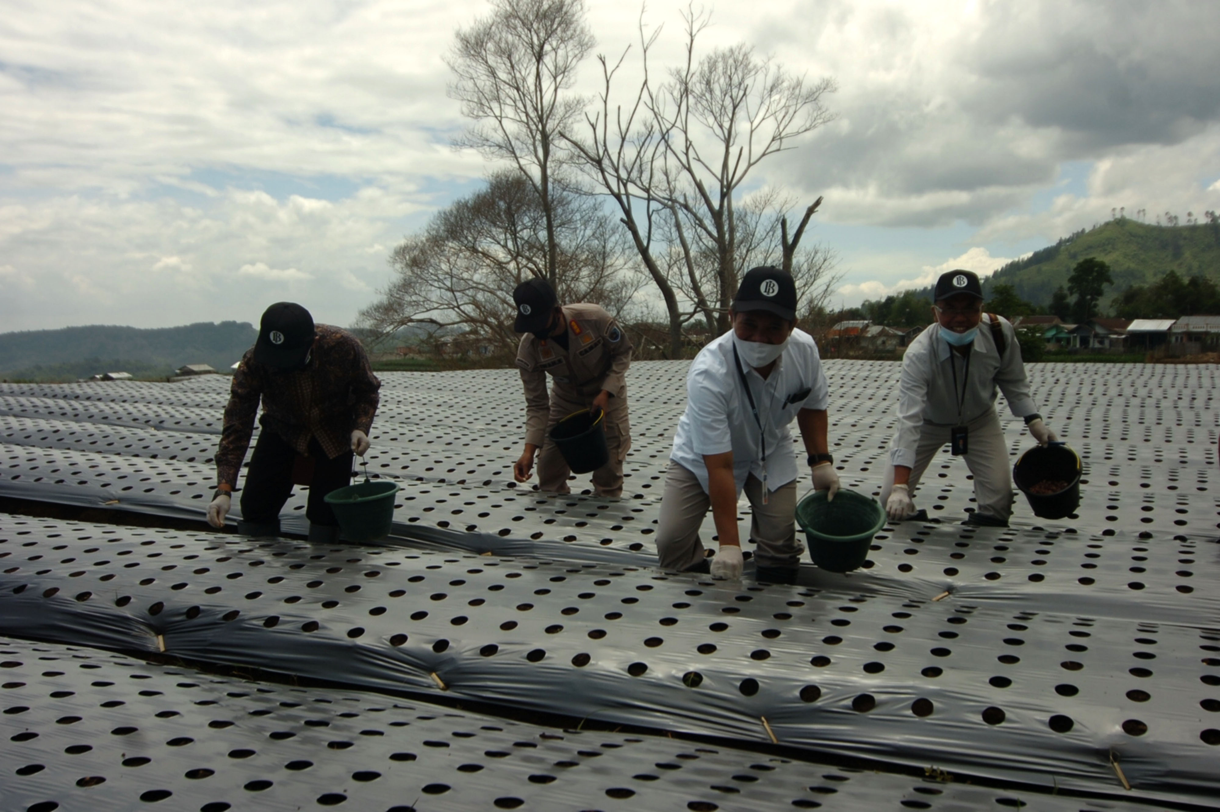 Petani menanam benih bawang putih usai panen bersama bawang putih double chromosome di Desa Tuwel, Kabupaten Tegal, Jawa Tengah.