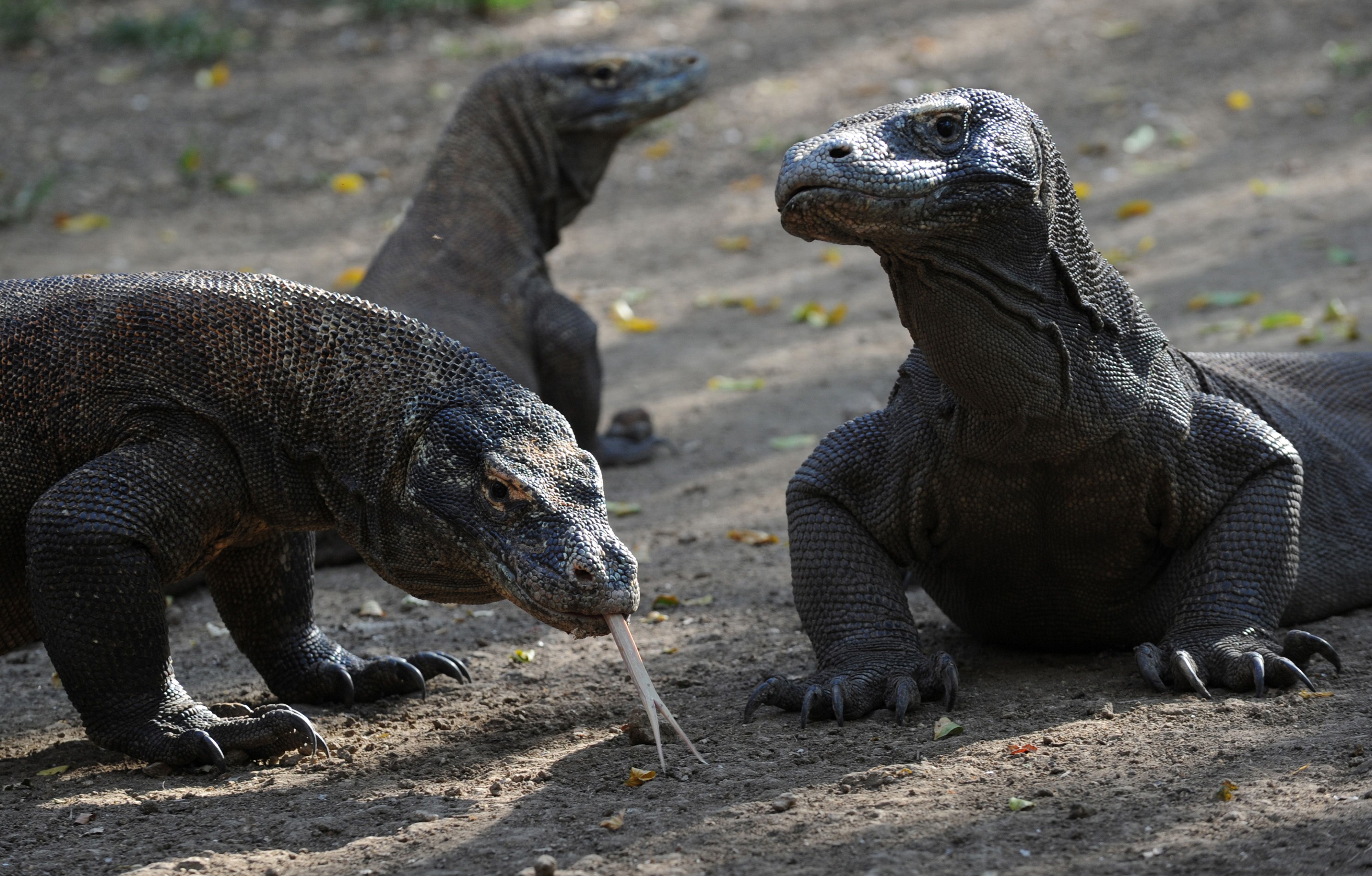Komodo terlihat di Pulau Rinca yang merupakan bagian dari Taman Nasional Komodo, NTT.