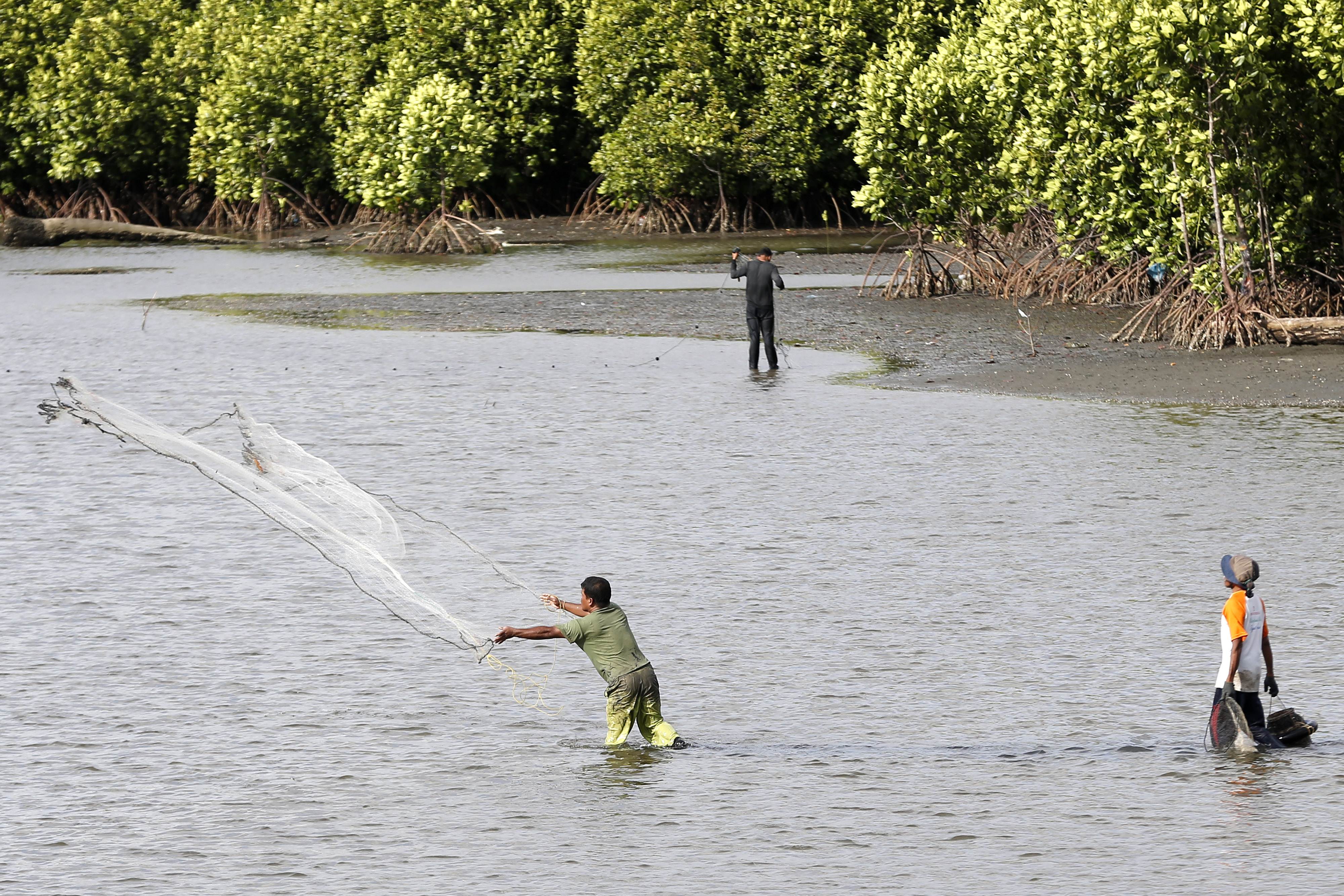Hutan mangrove (bakau) di Aceh Besar, Aceh.