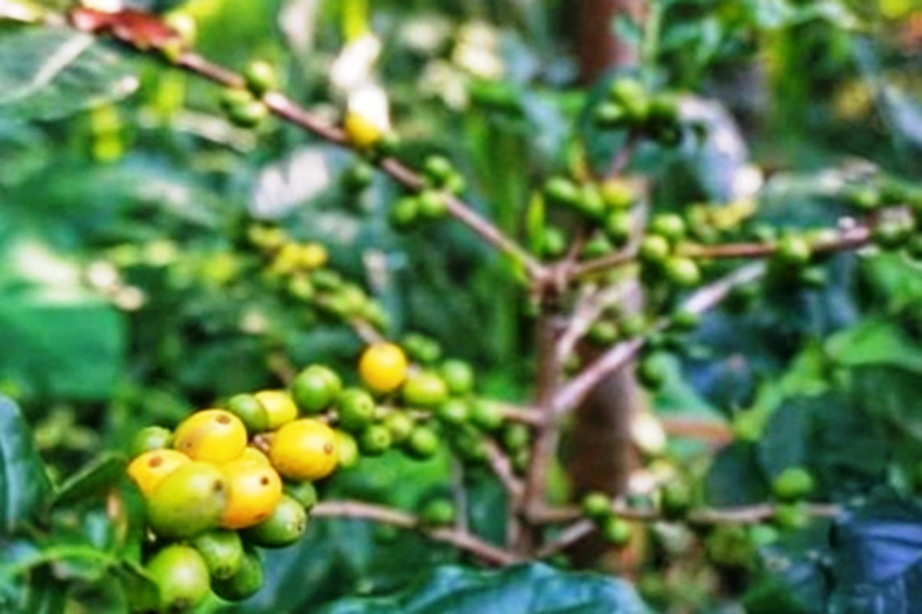 Agar tanaman kopi lebih tahan serangan OPT dan produktivitasnya tinggi, cara tanamnya harus benar