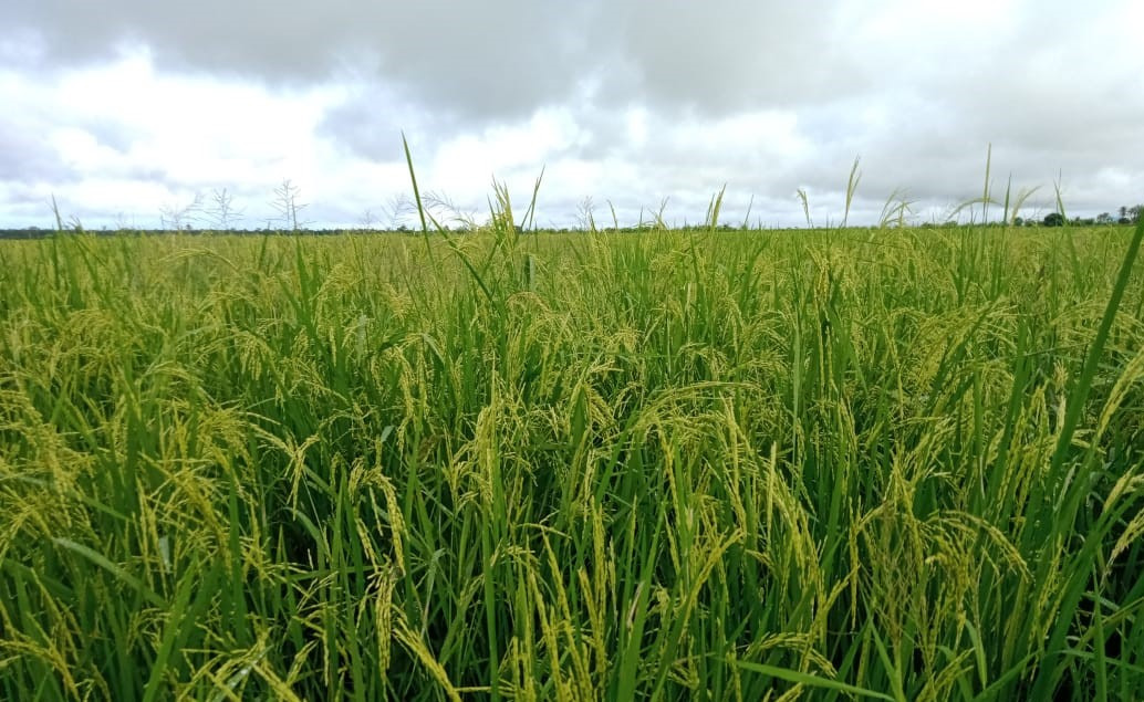 Jelang musim tanam kedua 2020/2021, Balai Besar Peramalan Organisme Pengganggu Tumbuhan (BBPOPT) menggelar rapat koordinasi di Karawang.