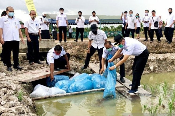 Peluncuran Program Mina Padi di Lamandau, Rabu (14/10/2020)