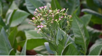 Pemerintah mengusulkan agar bea masuk impor bahan baku tembakau dinaikkan sebesar 15%.