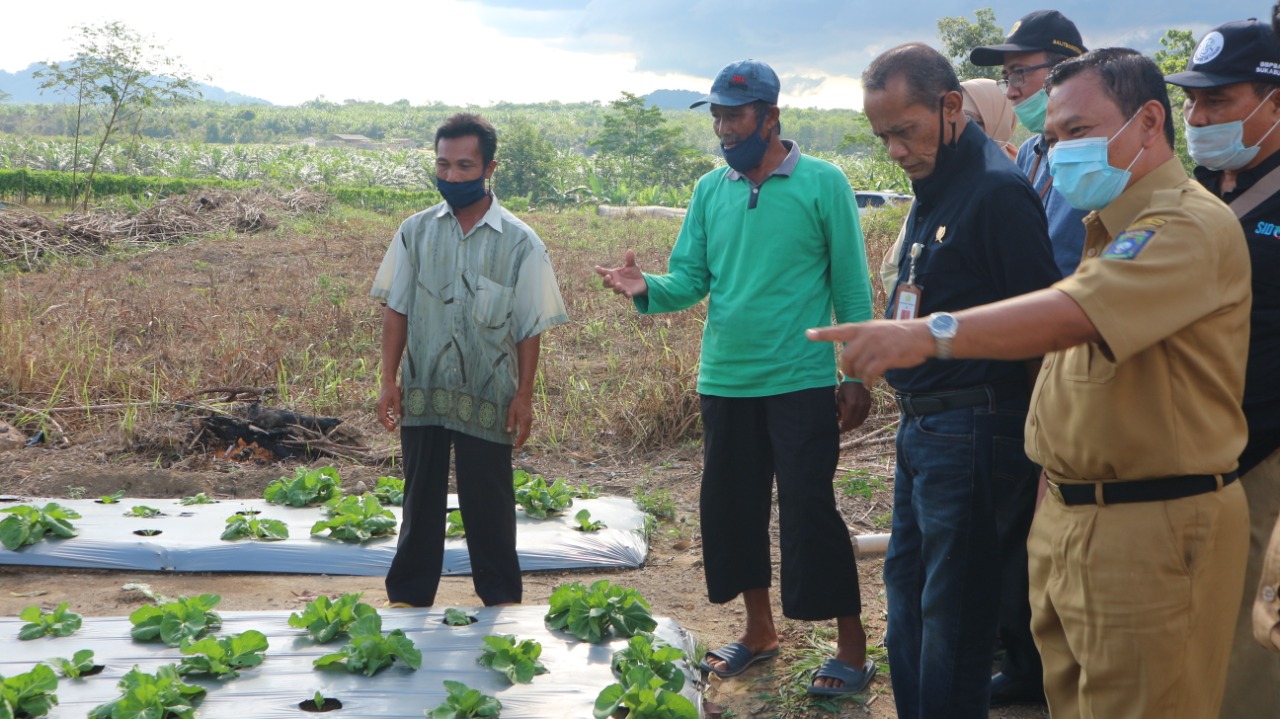 Kepala Badan Ketahanan Pangan, Kementan, Agung Hendriadi saat melakukan kunjungan ke Bangka Tengah, Babel. 