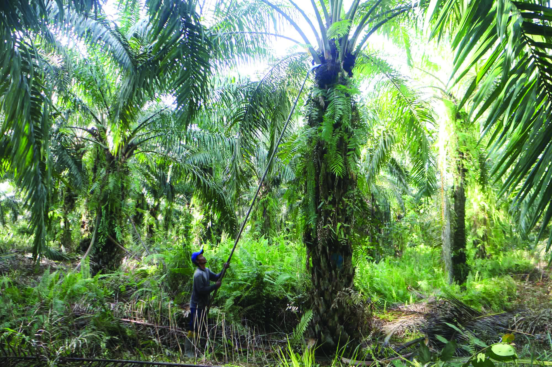 Salah satu contoh praktik ekonomi lestari di Kabupaten Sintang, Kalimantan Barat.