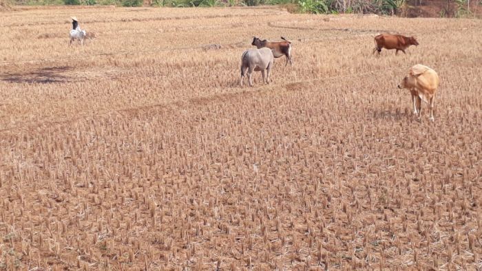 Musim kemarau yang cukup panjang menyebabkan banyak wilayah kekeringan termasuk di Kabupaten Sikka, NTT. 