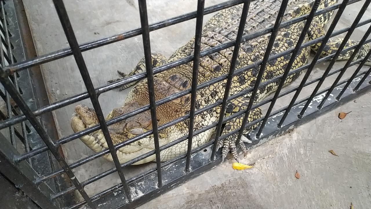 Buaya muara berusia dua tahun jenis kelamin perempuan, diserahkan pemiliknya ke BKSDA Ciamis karena tak mampu beri pakannya.a