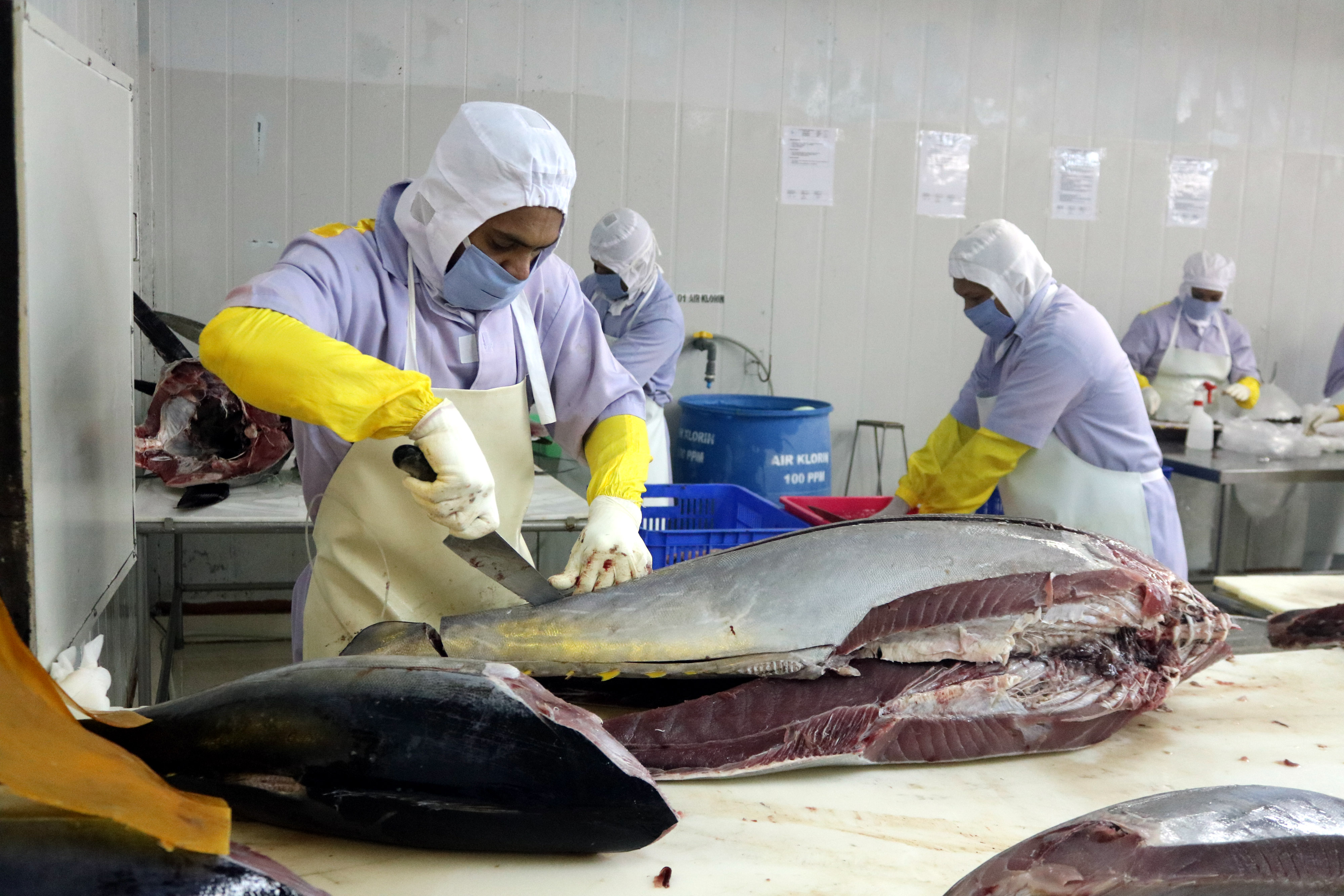 Ilustrasi pekerja yang memisahkan daging ikan tuna di sebuah industri pengolahan.
