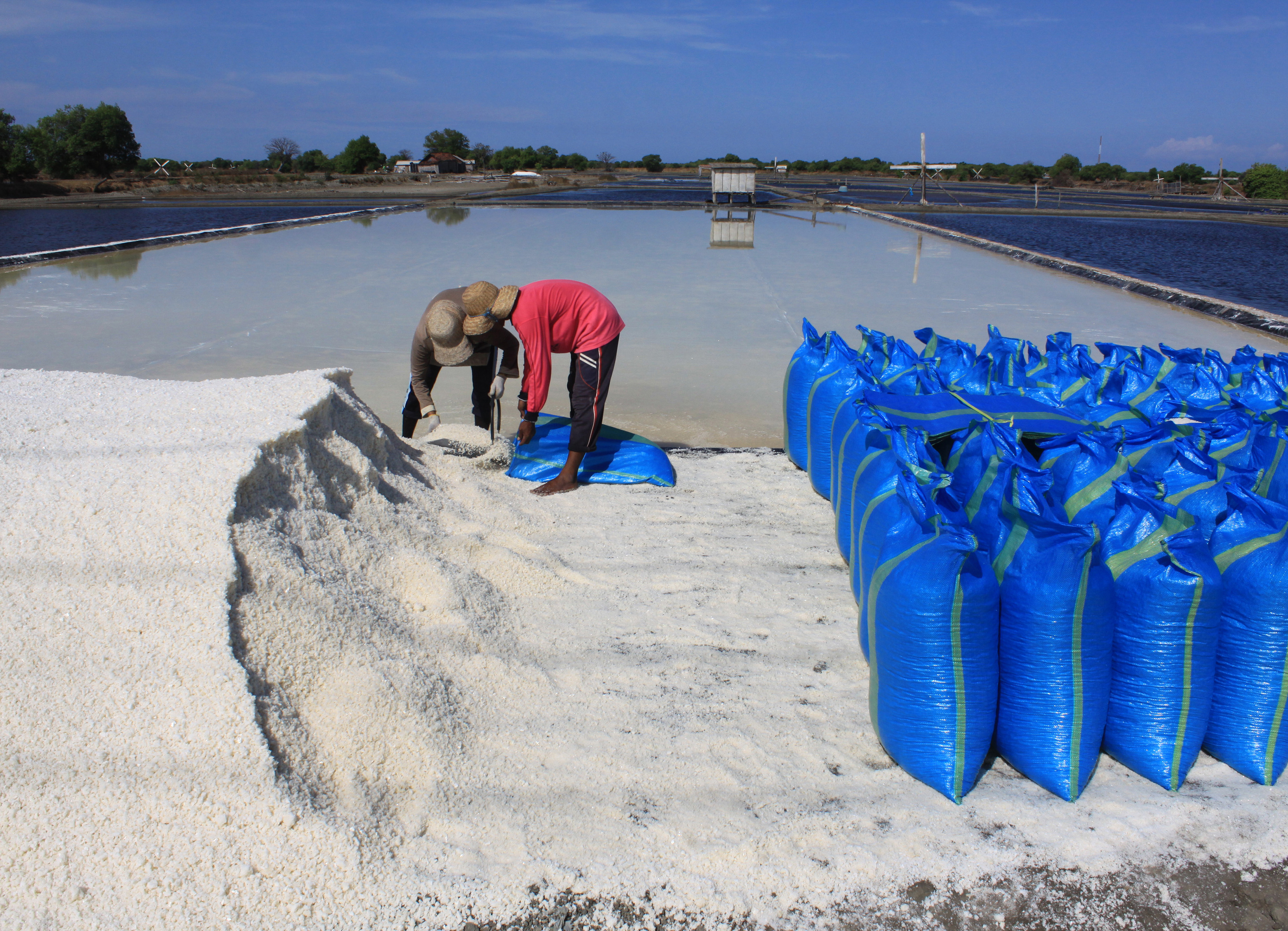  Pekerja memanen garam di Desa Tambak Cemandi, Sedati, Sidoarjo, Jawa Timur, Senin (10/8/2020).