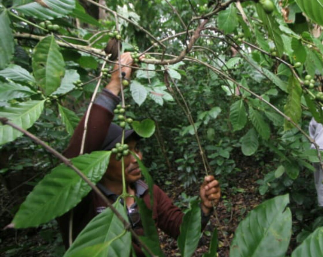 Petani sedang memetik buah kopi Aranio, kopi khas Kalimantan Selatan