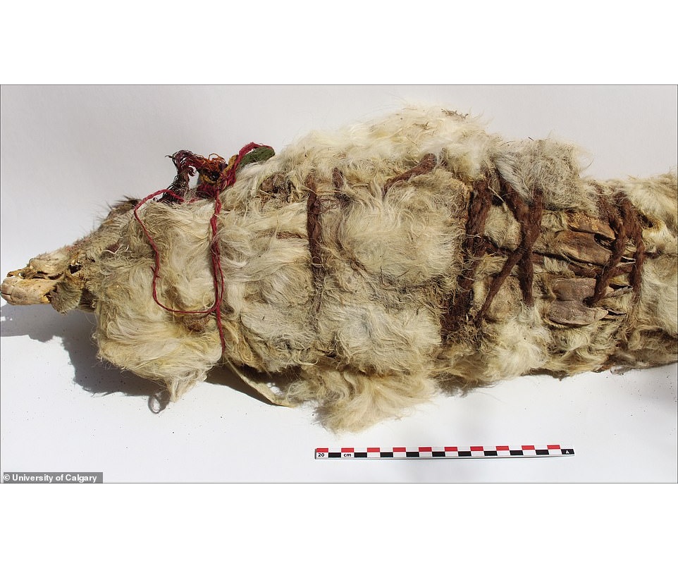 Sisa-sisa llama yang ditemukan tim arkeolog. 