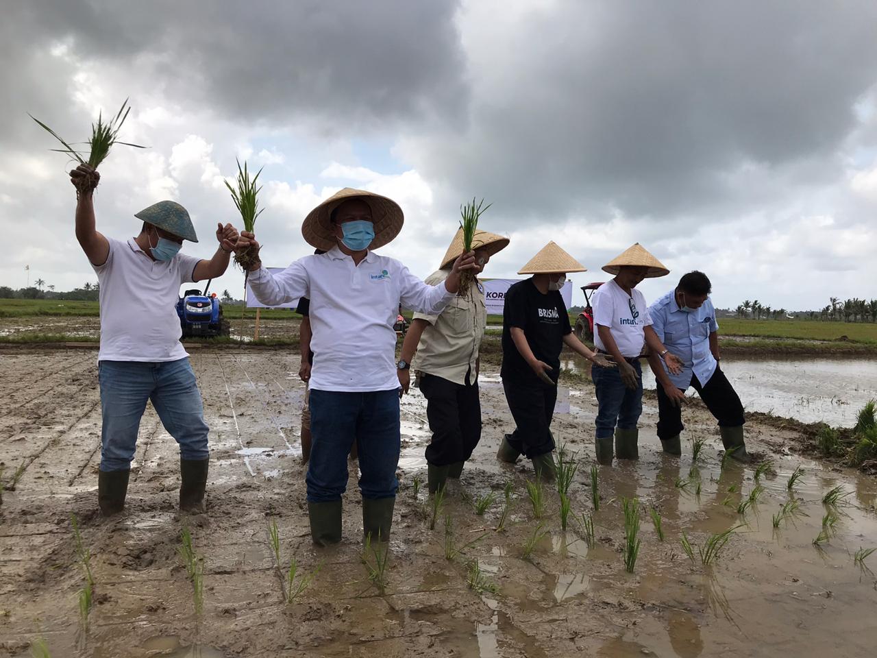 Penanaman perdana Korporasi Petani di di Ujung Genteng, Kabupaten Sukabumi, Jawa Barat.