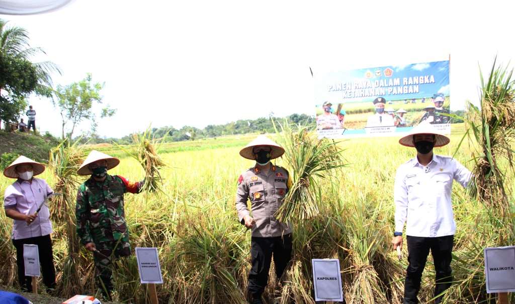 Wali Kota Pematangsiantar Hefriansyah (kanan) dan rombongan melakukan panen raya di Sianjur Nauli, Kamis (15/10).