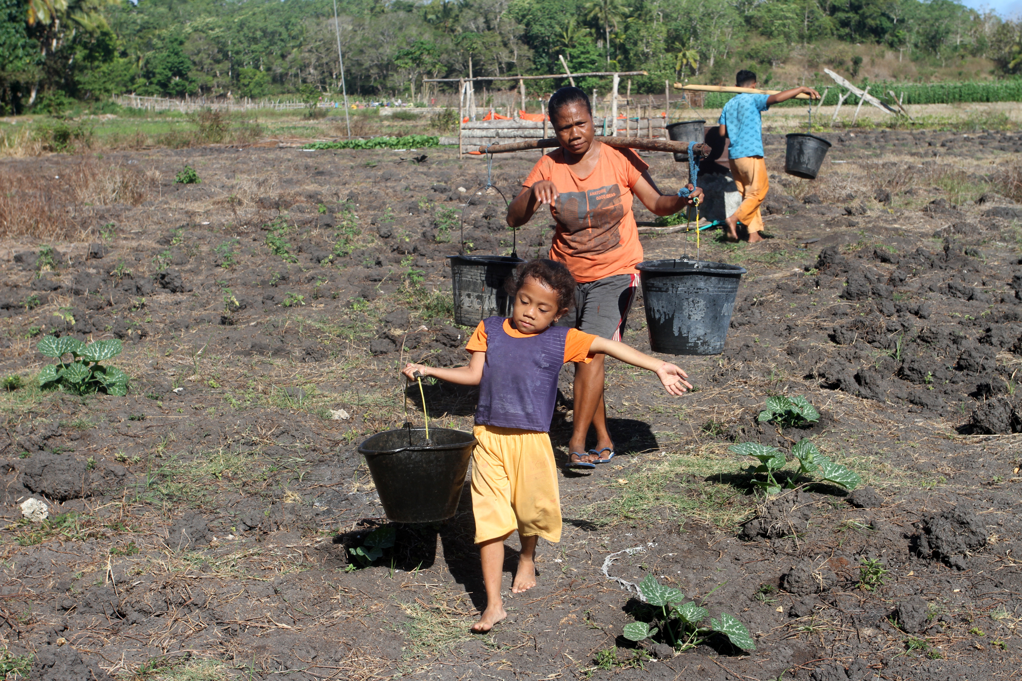 Kekeringan masih terjadi di Nusa Tenggara Timur. Seorang petani membawa air untuk menyiram sayuran.