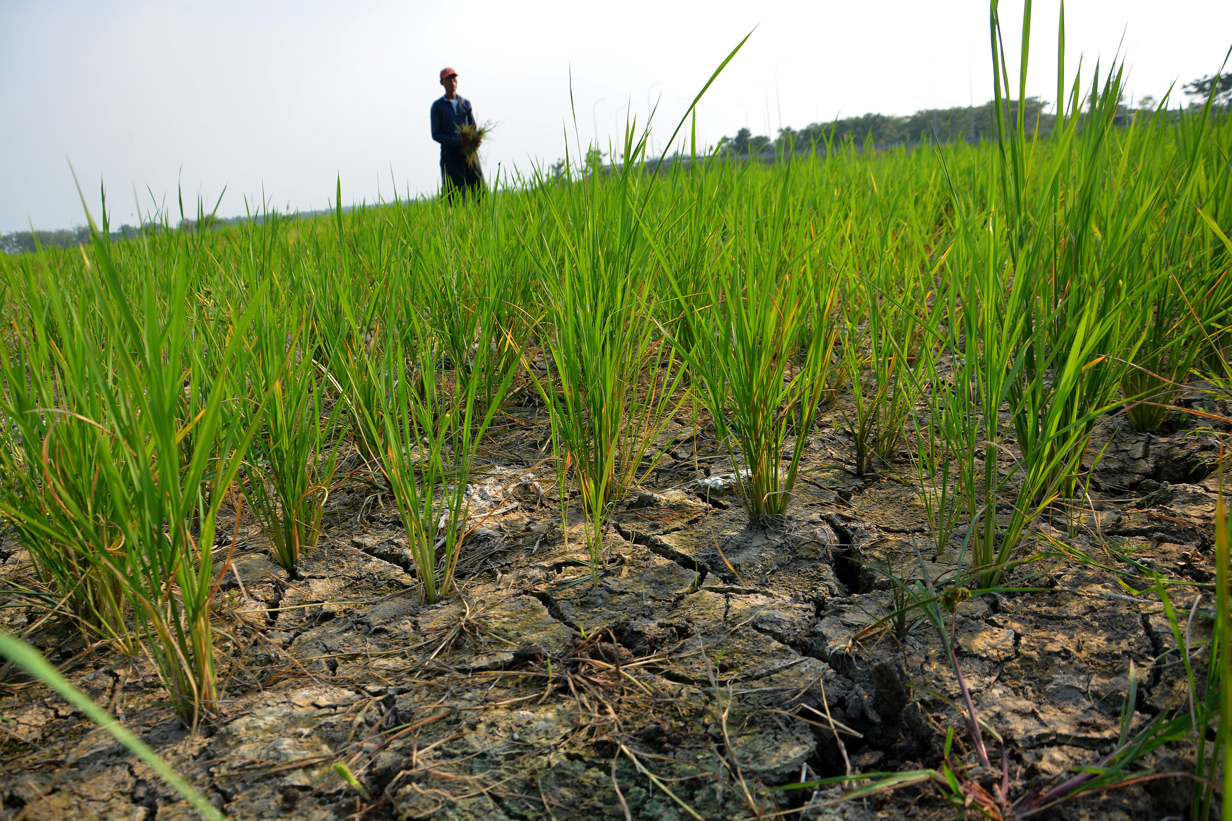 Ilustrasi area persawahan yang menjadi lahan terlantar.