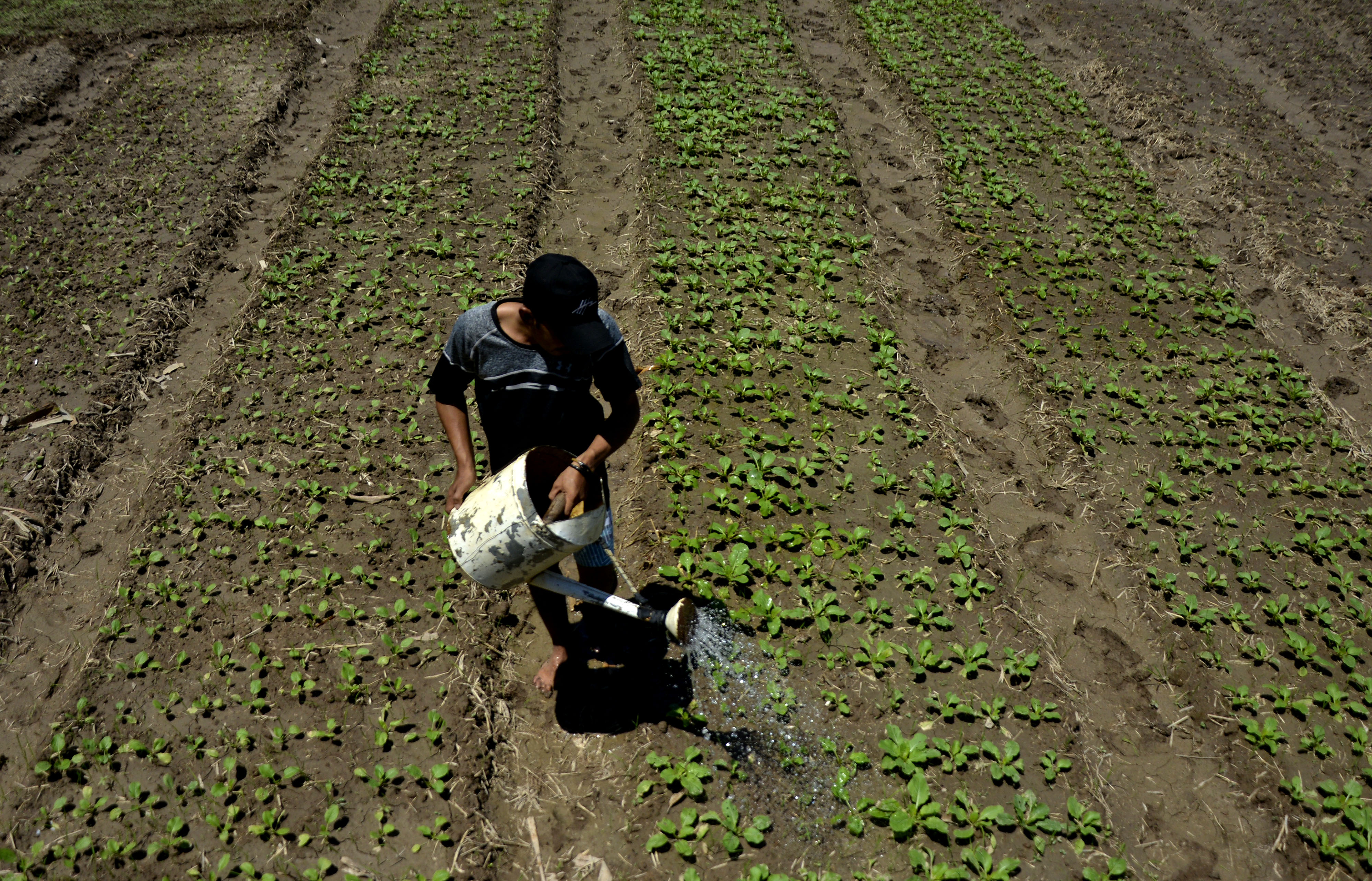 Petani di Sulsel menyirami sayuran sawit