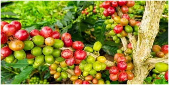  Konsumsi kopi dunia kurun 2-3 tahun ke depan diperkirakan akan meningkat 2%-5%.