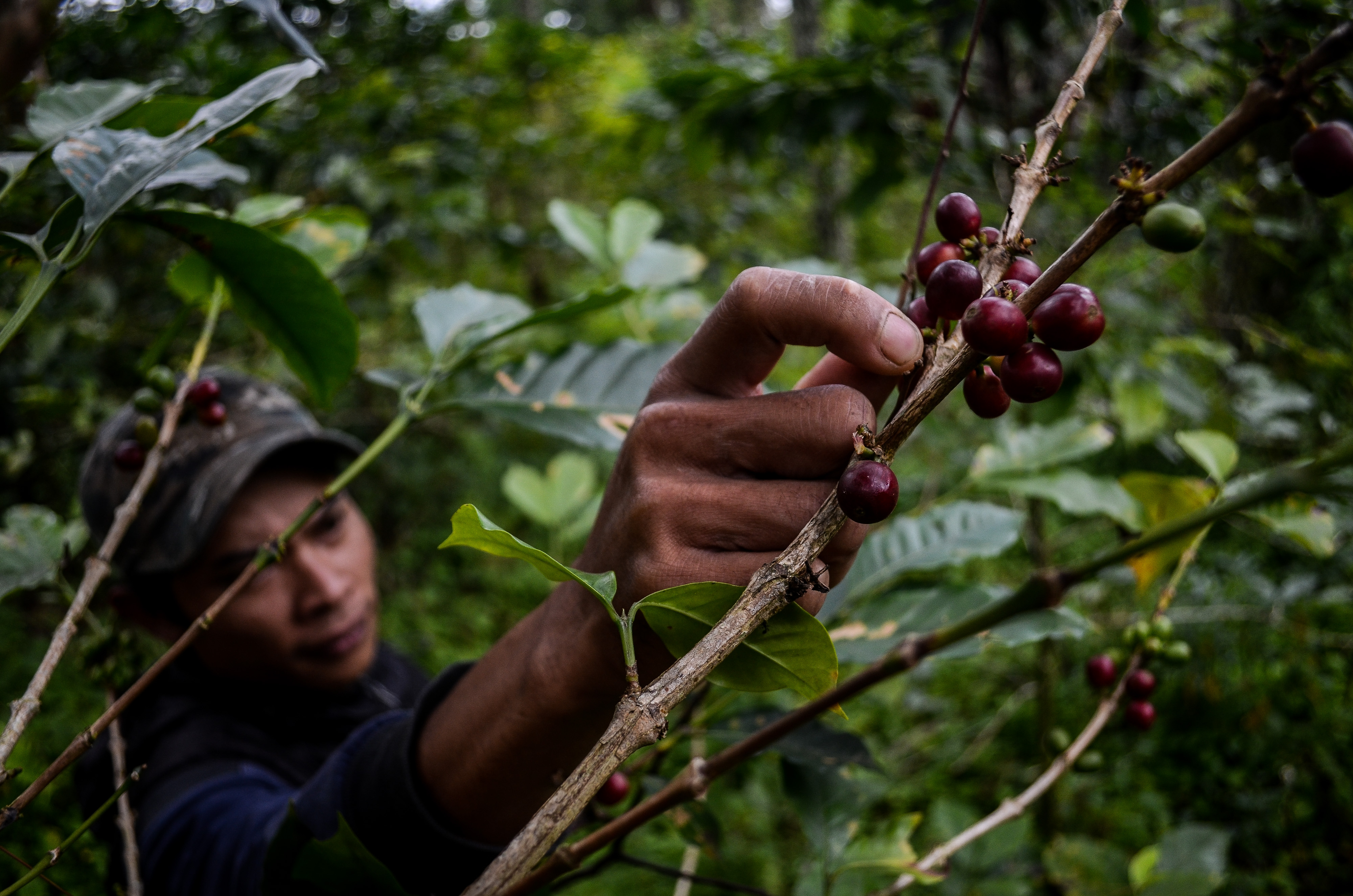 Program perhutanan sosial: petani memetik buah kopi di kebun lahan milik Perhutani