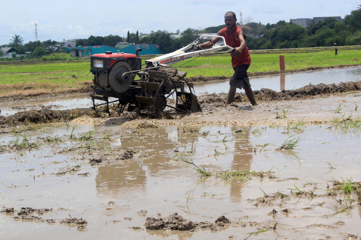 Seorang petani membajak sawah menggunakan traktor di Persawahan Oepoi, Kota Kupang, Nusa Tenggara.