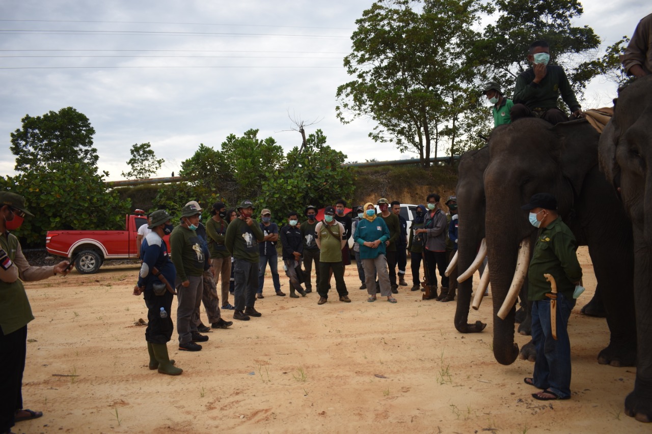 BKSDA Riau, Rimba Satwa Foundation, Perkumpulan Gajah Indonesia , dan penggiat satwa melakukan pemasangan GPS Collar pada gajah Sumatra.