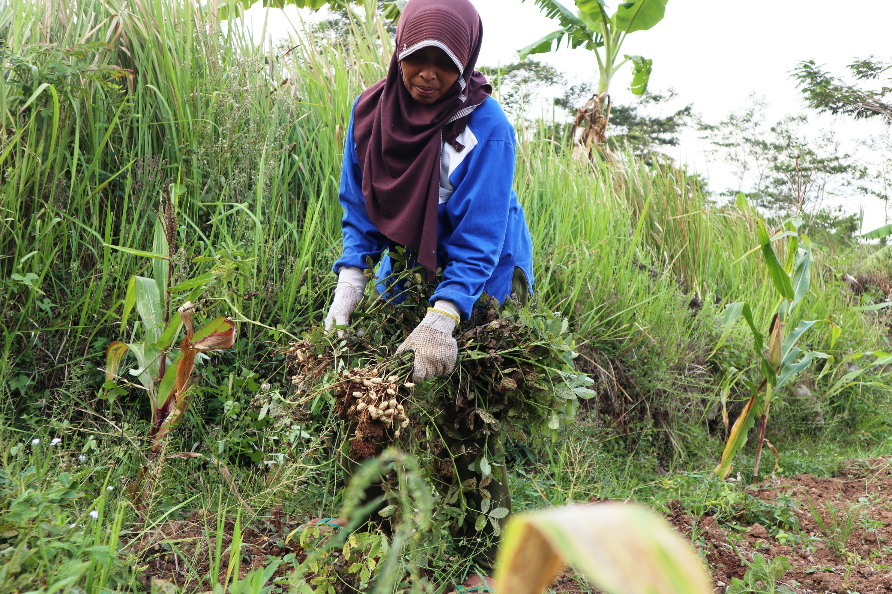 Petani mencabut kacang tanah di lahannya di Temanggung, Jawa Tengah, Kamis (8/10/2020). 