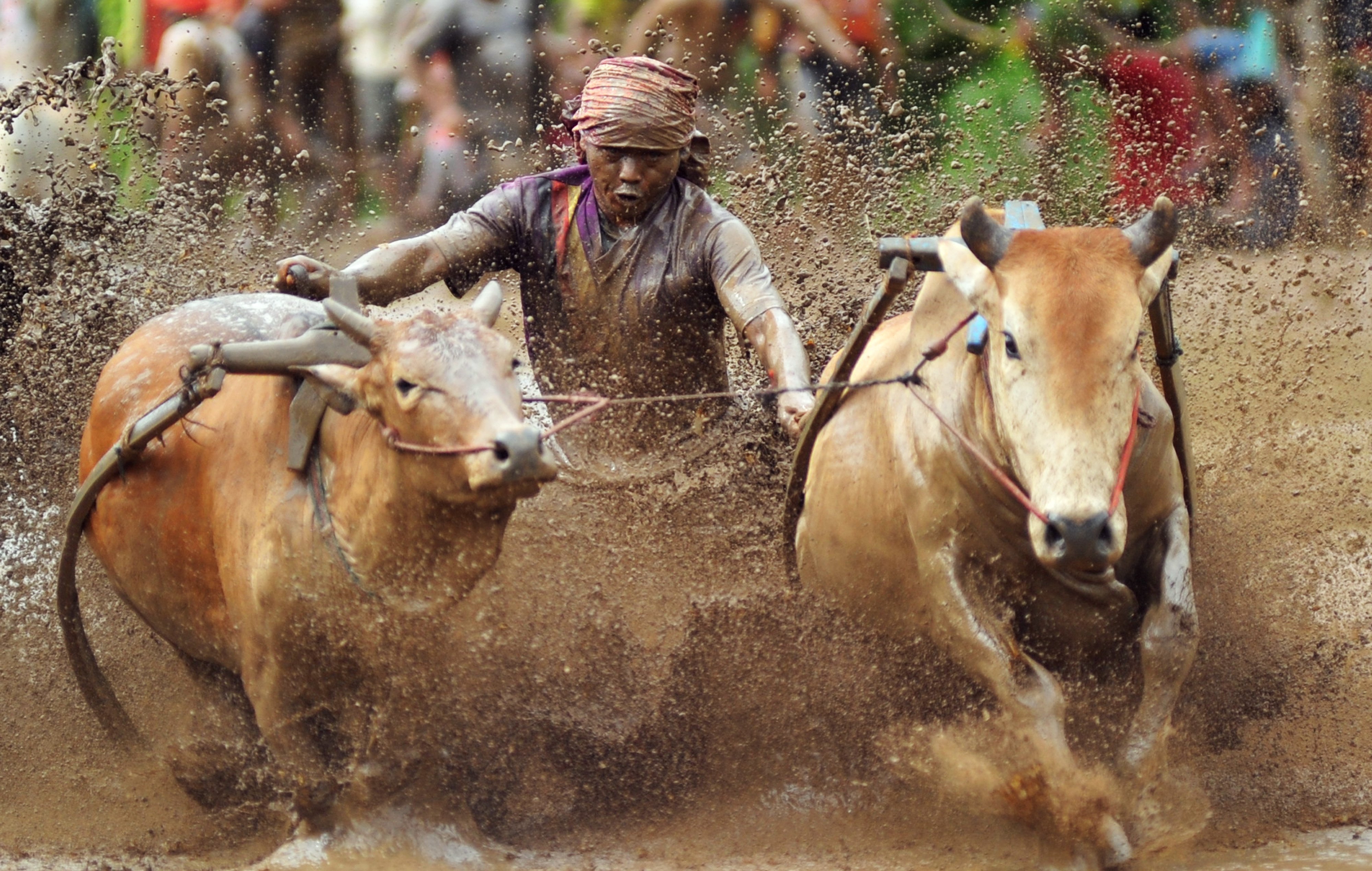 Seorang joki memacu sapinya saat digelar atraksi Pacu Jawi, di Nagari Sungai Tarab, Kab.Tanah Datar, Sumatera Barat, beberapa waktu lalu.