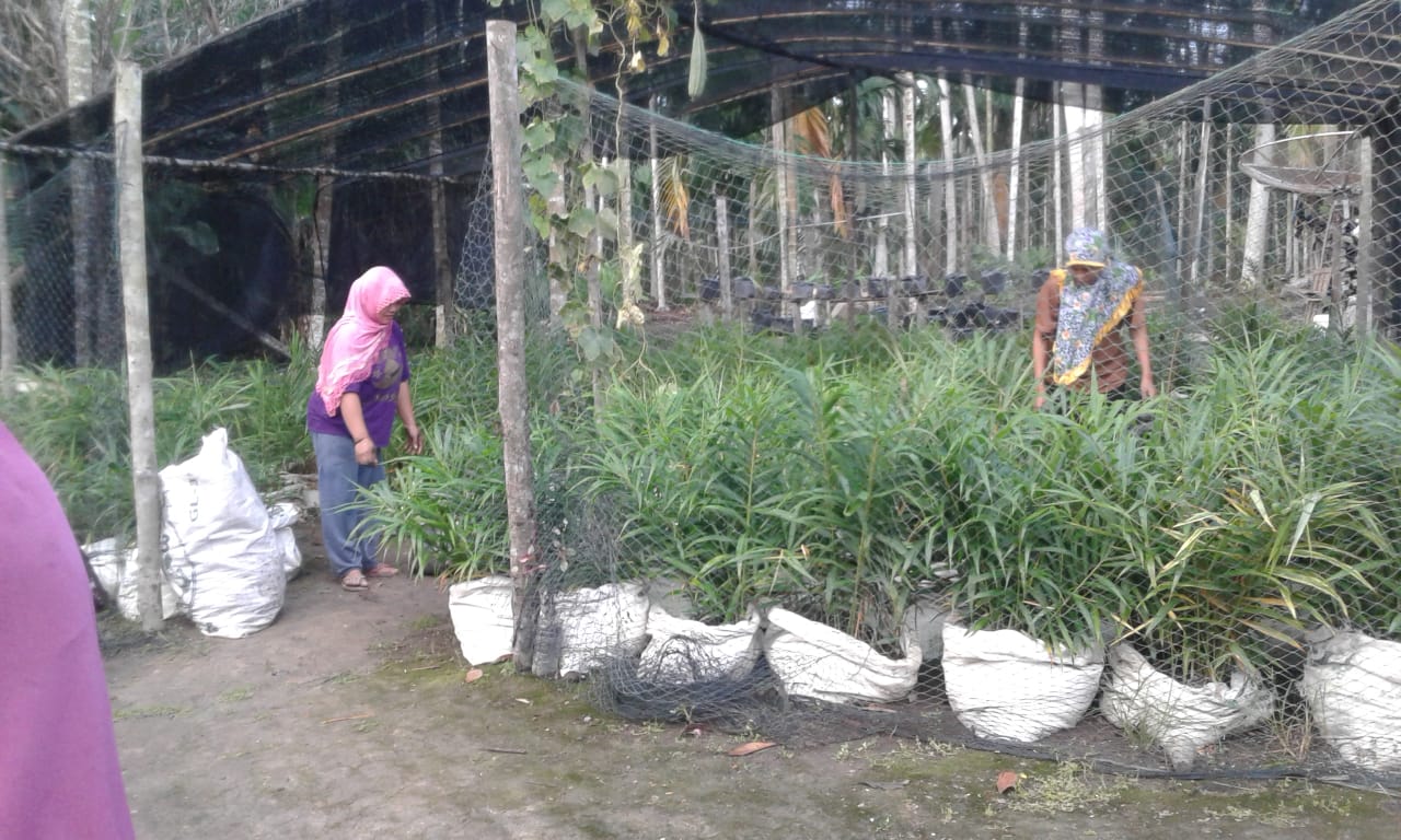 Ibu-ibu yang tergabung  Usaha Peningkatan Pendapatan Keluarga Sejahtera (UPPKS) Green Family membudidayakan tanaman jahe dalam karung..  