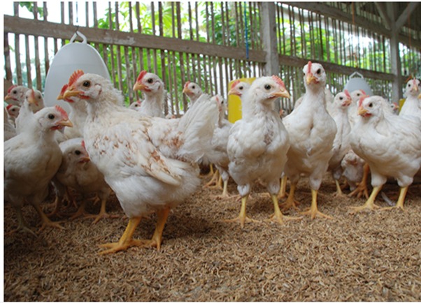 Kampanye Gemaya, Solusi Bantu Peternak Ayam di Masa Pandemi