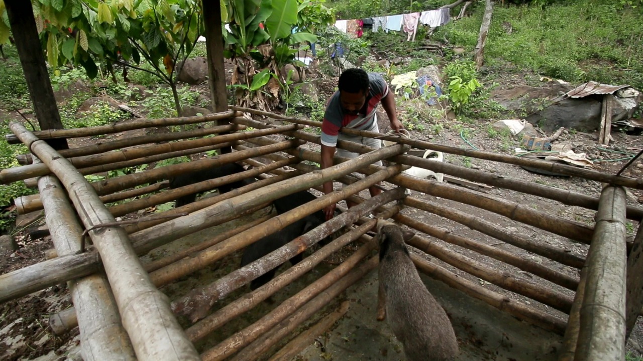 Peternak memberi makan babi peliharannya