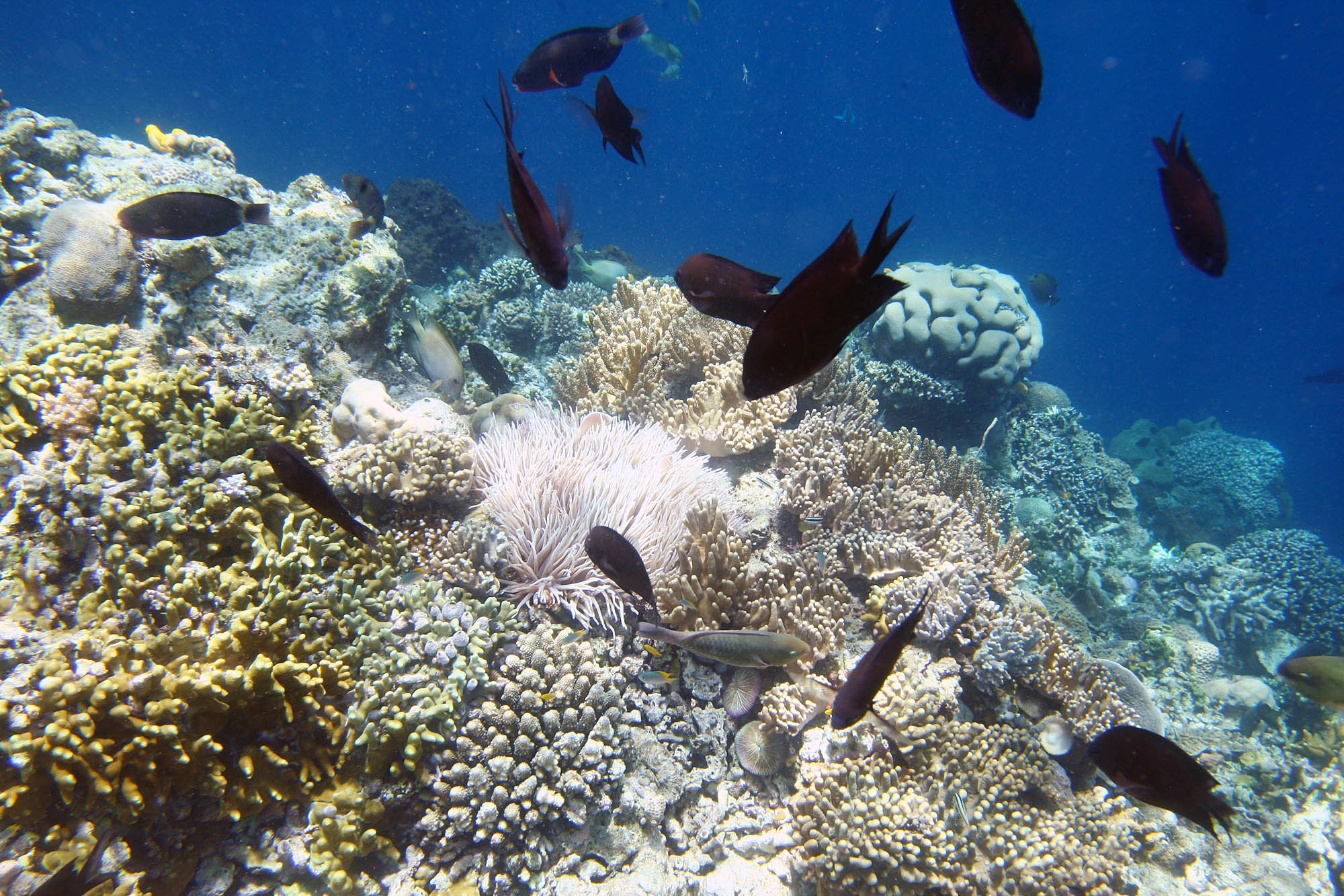 Pemandangan alam bawah laut di Taman Nasional Bunaken, Manado, Sulawesi Utara.