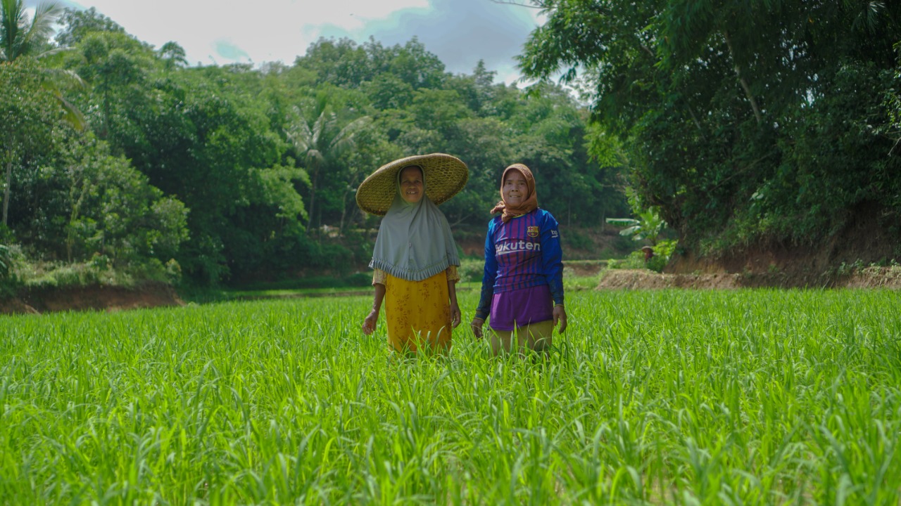 Dua orang perempuan tengah merawat tanaman mereka sawah.