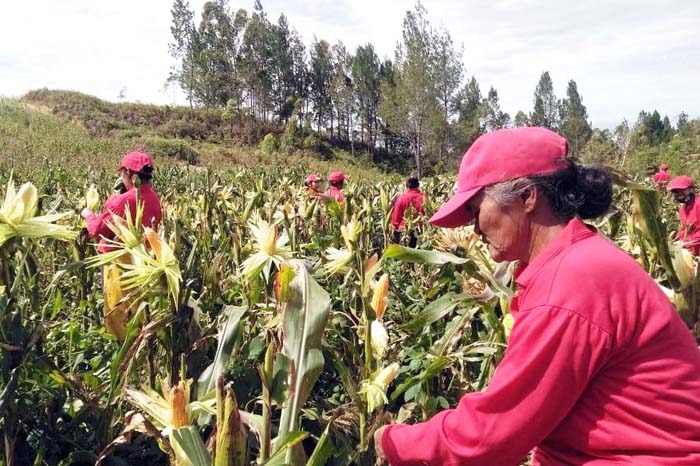 Petani tua di Humbahas pun semangat mengikuti Sekolah Lapang IPDMIP.