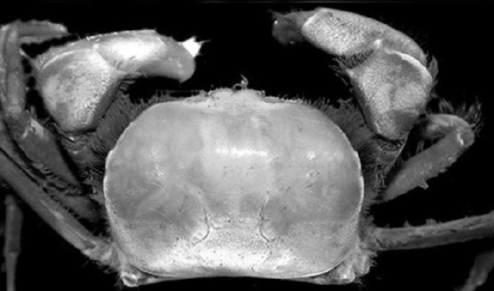 Dua Spesies Baru Kepiting Ditemukan di Area Kerja Freeport