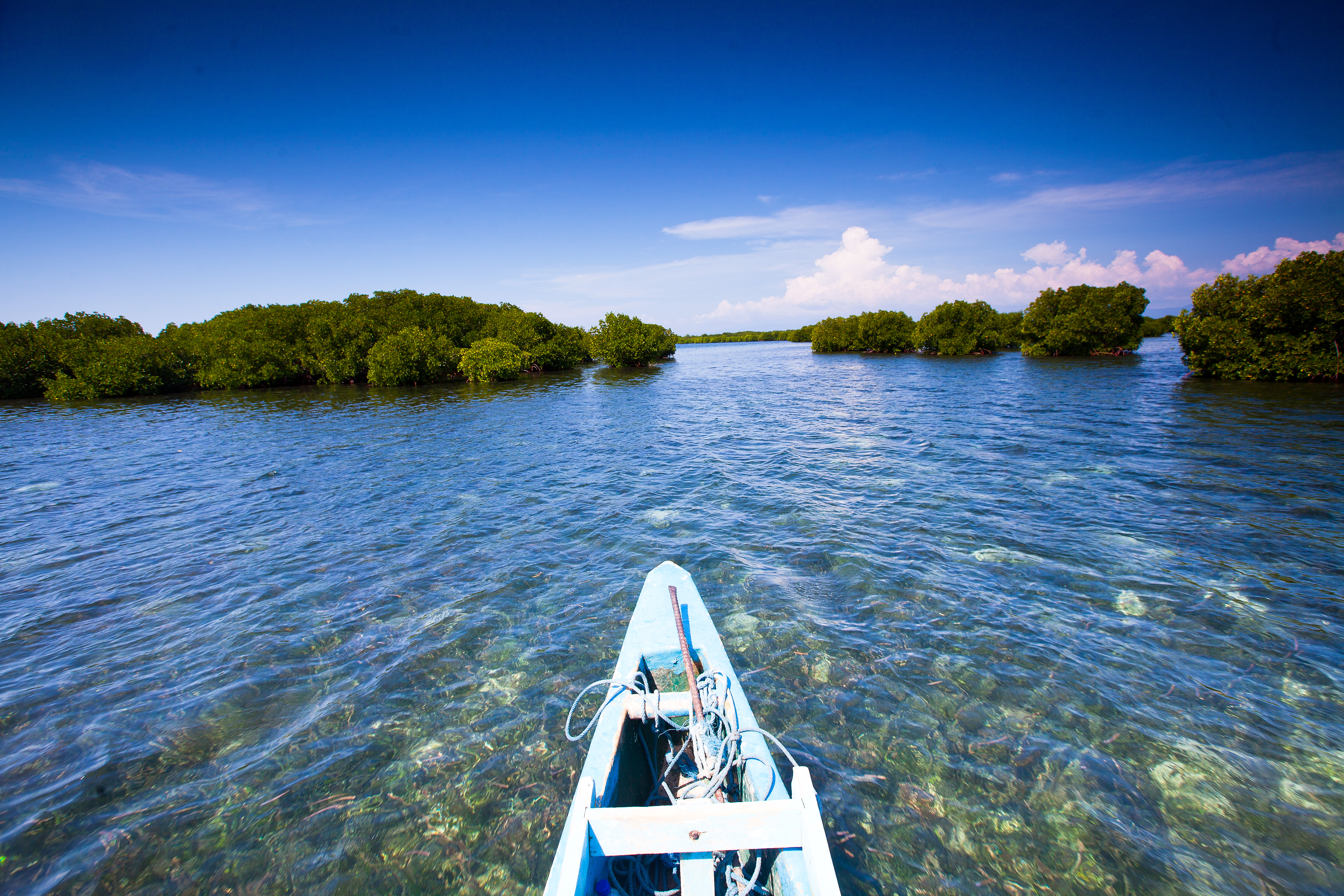 Hutan mangrove (bakau) Gili Petagan di Lombok Timur, NTB, yang dibuat oleh Jepang sebelum Indonesia Merdeka. 