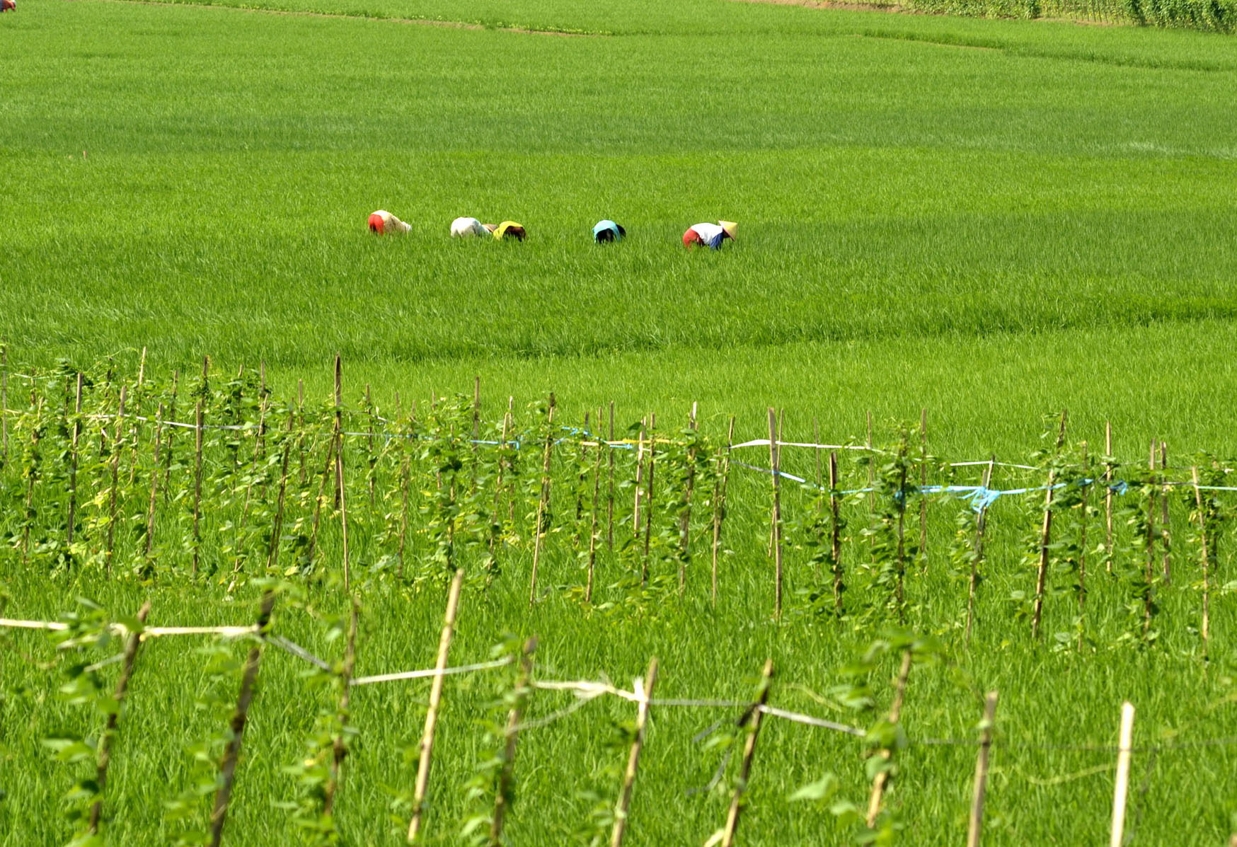 Sejumlah petani  menggarap lahan milik Pemkab Banyumas di Desa Notog, Kecamatan Patikraja. 