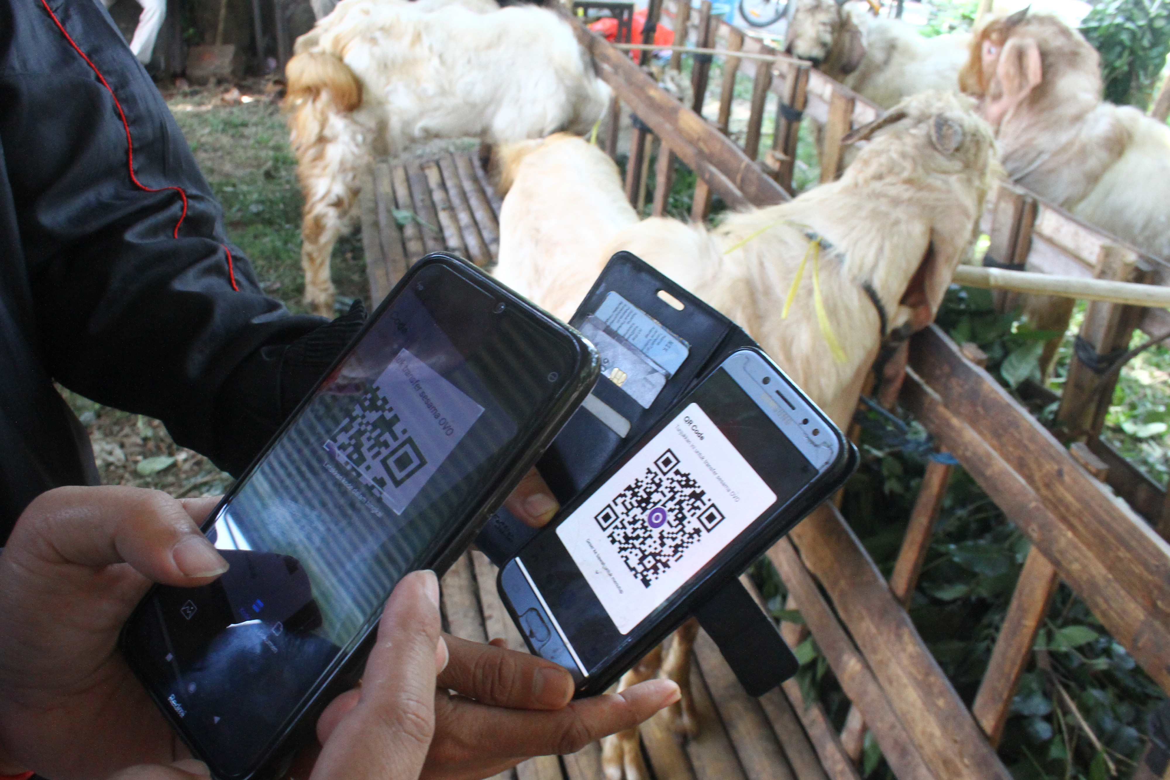  PENJUAL HEWAN KURBAN TERAPKAN PEMBAYARAN DARING