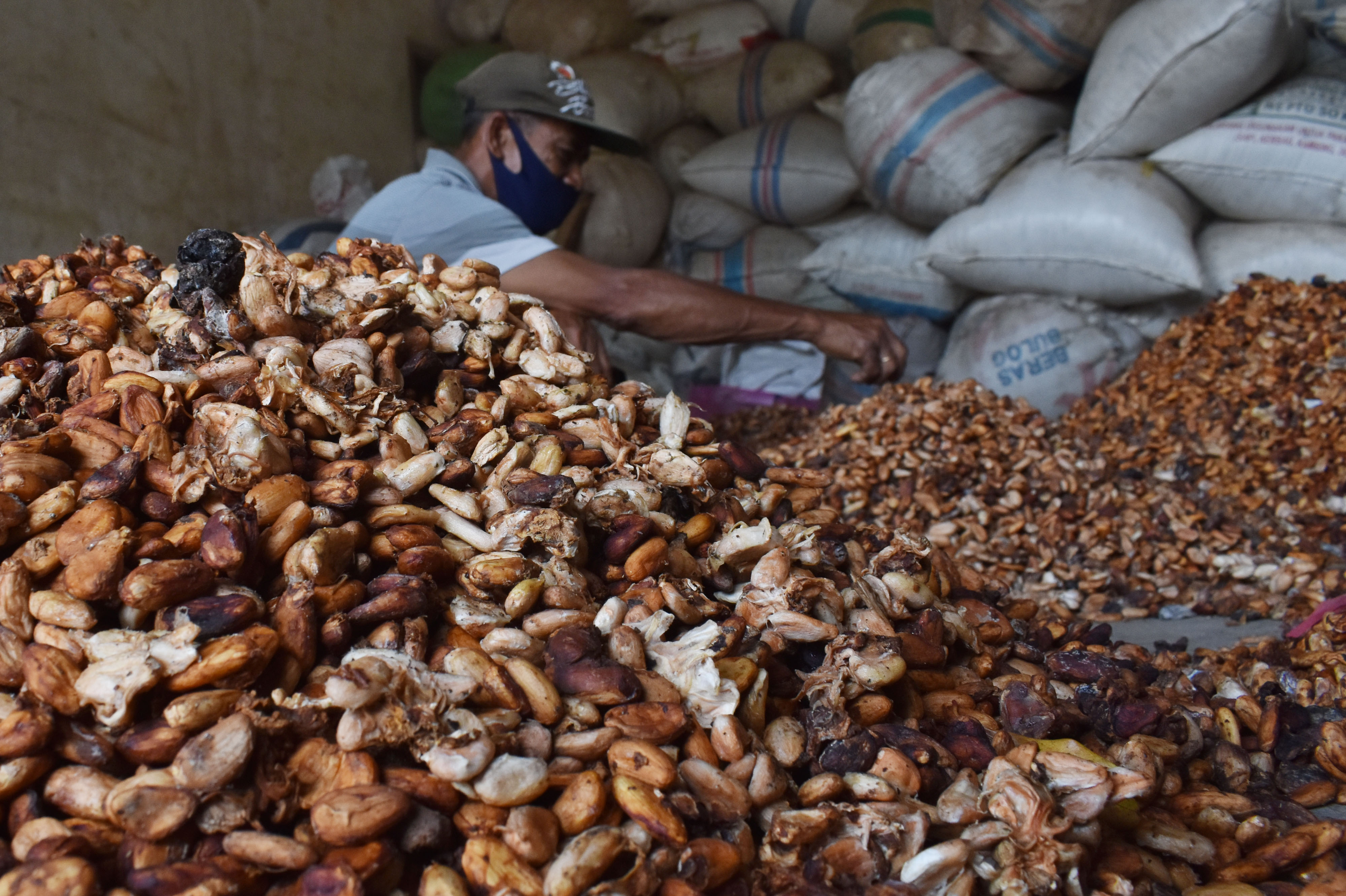 Ilustrasi--Petani memilah biji kakao di Kare, Kabupaten Madiun, Jawa Timur.