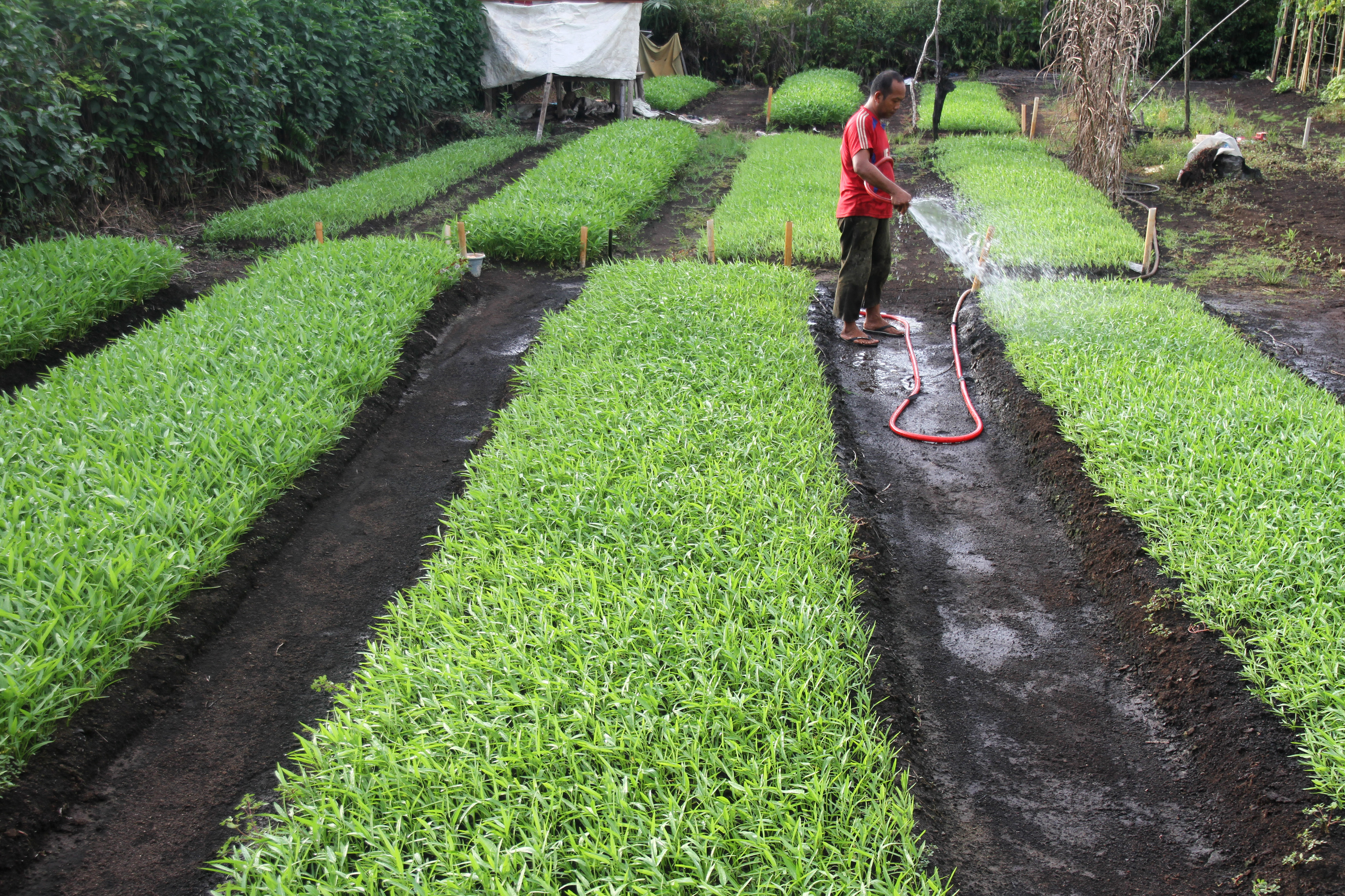 Warga menyiram tanaman kangkung miliknya di bekas lahan gambut di Desa Seuneubok, Kecamatan Johan Pahlawan, Aceh Barat, Aceh, Senin (27/1).