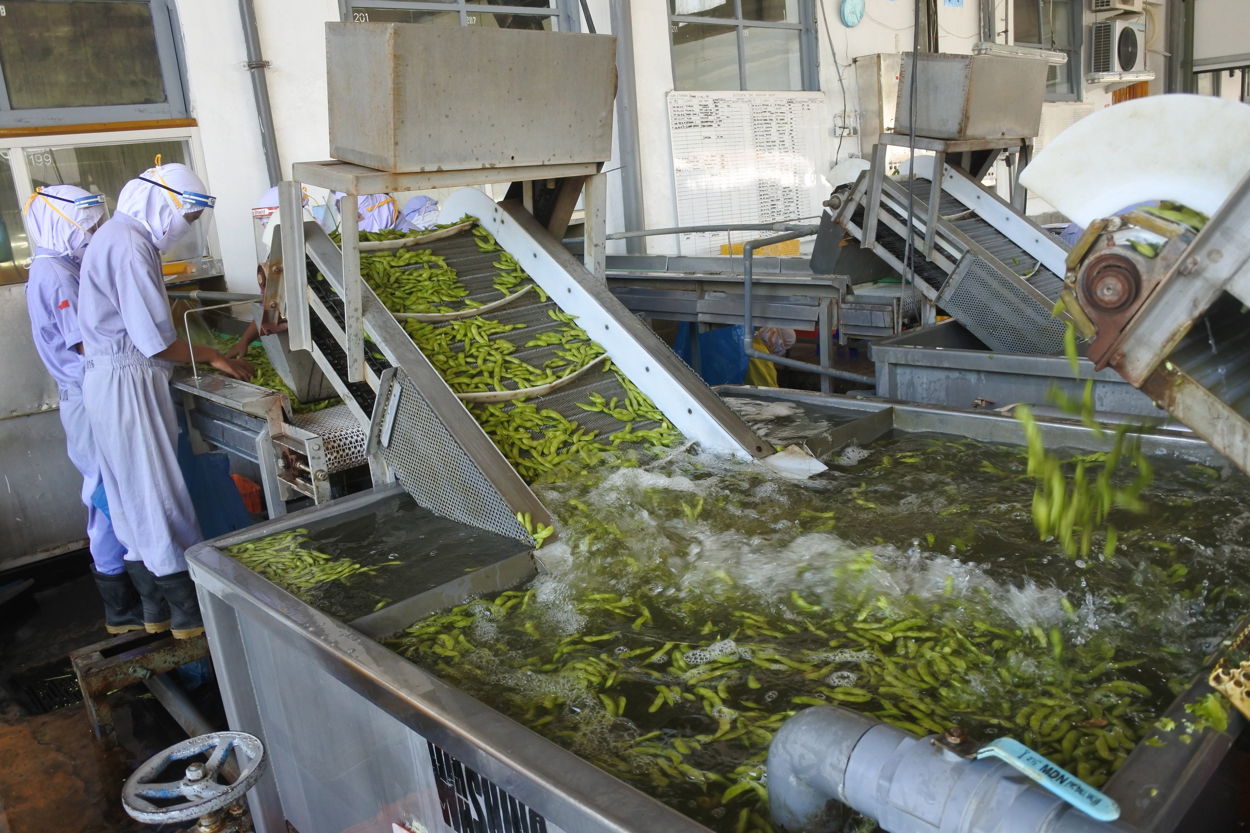 Ilustrasi--Pekerja mengolah kedelai edamame di PT Mitratani Dua Tujuh, Mangli, Jember, Jawa Timur.