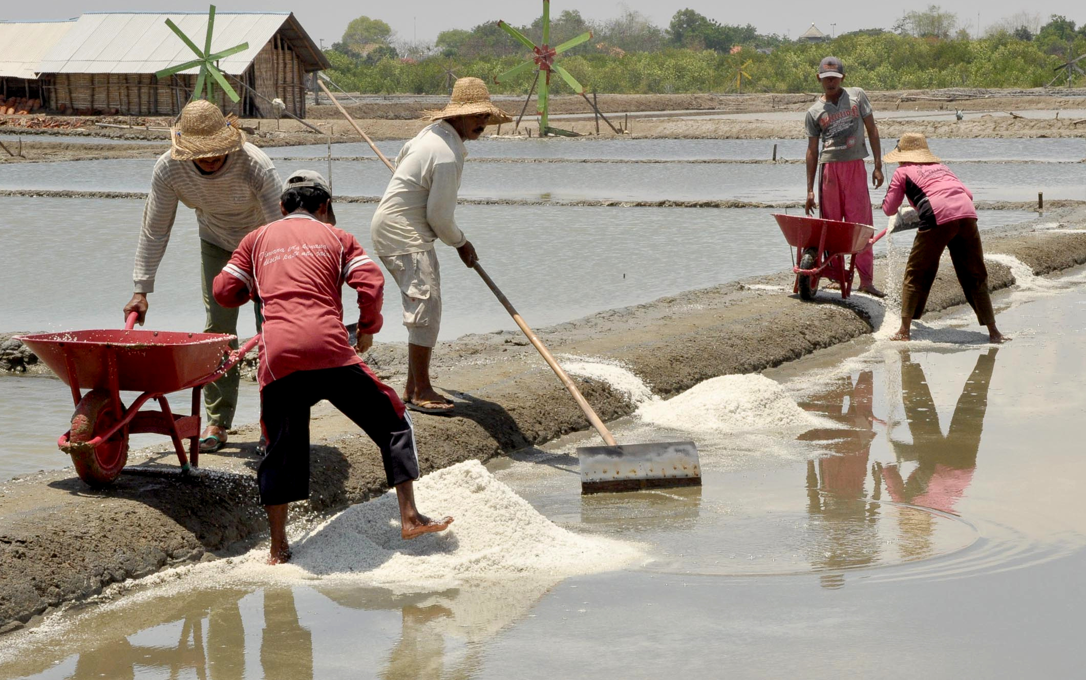Sejumlah buruh garam melakukan panen garam di Desa Lembung, Kabupaten Pamekasan, Jawa Timur. Para petambak garam mengeluhkan rendahnya harga