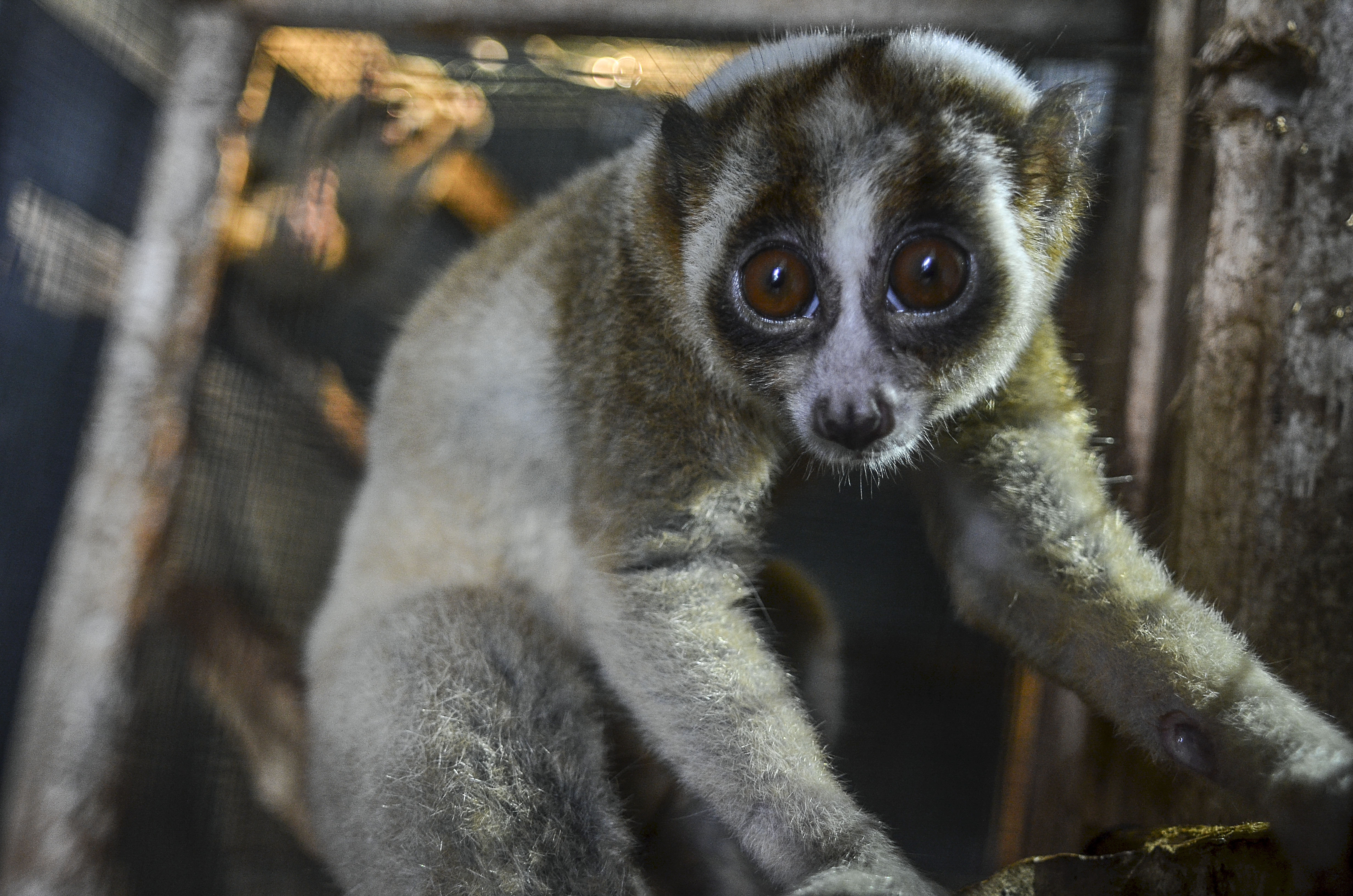 Kukang Jawa  (Nycticebus javanicus)